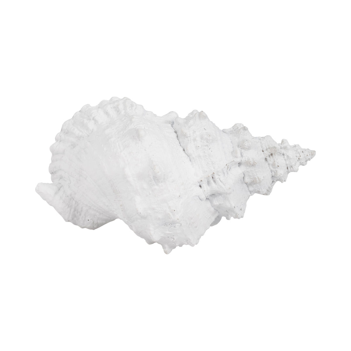 San Anselmo White Conch Shell