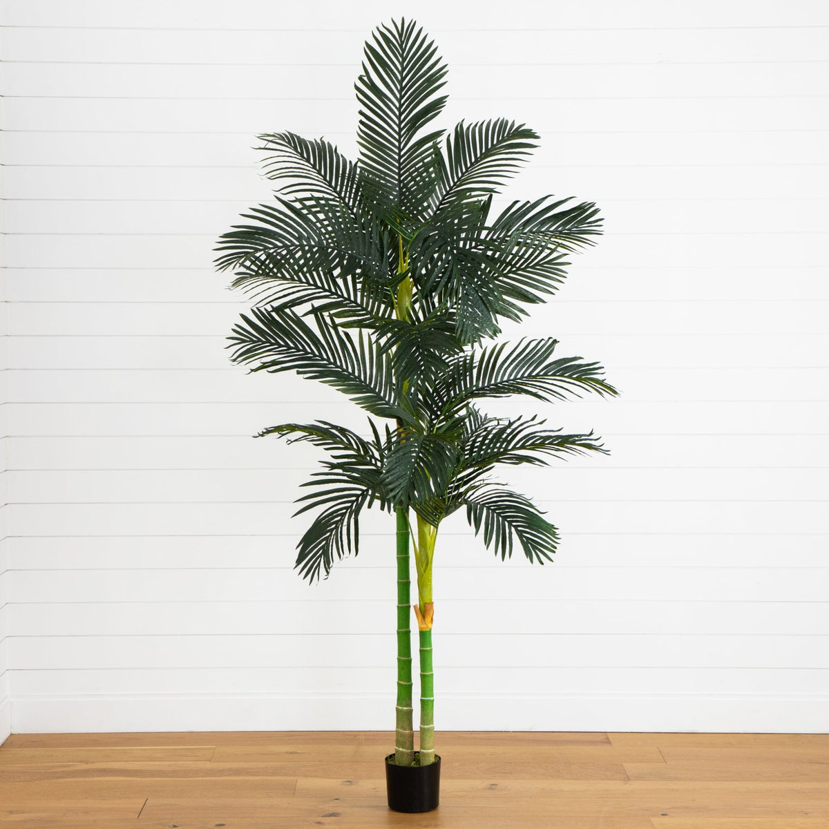 8' Golden Cane Palm Silk Tree