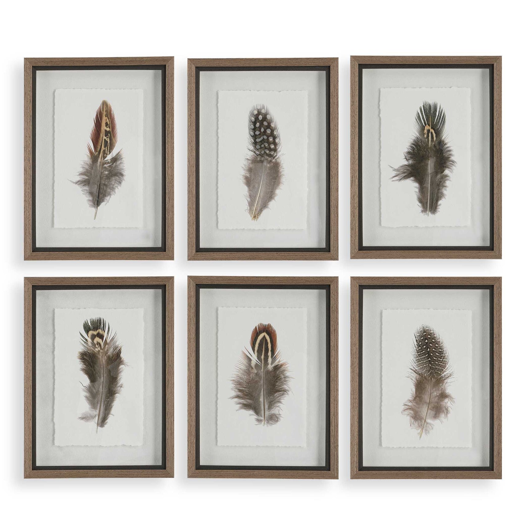 Birds Of A Feather Black/Brown/White Framed Prints (Set of 6)