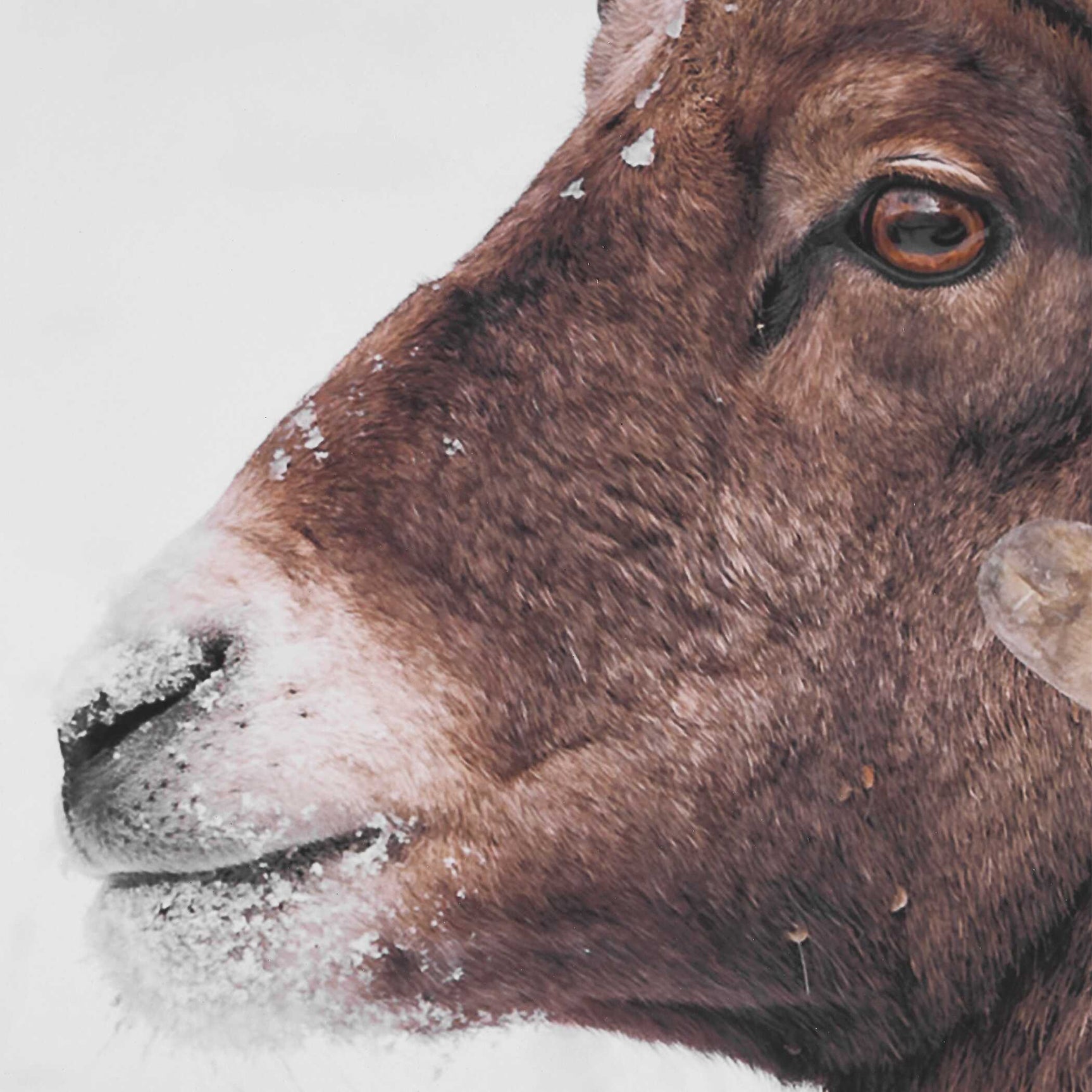 Big Horn Sheep Black/Brown/White Framed Print