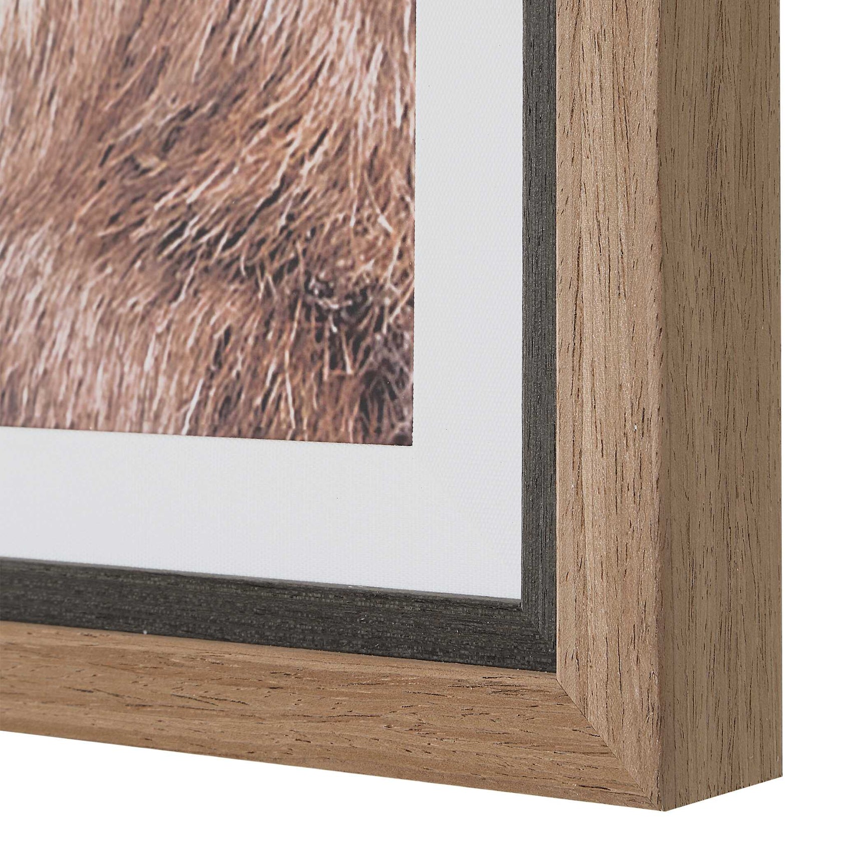 Big Horn Sheep Black/Brown/White Framed Print
