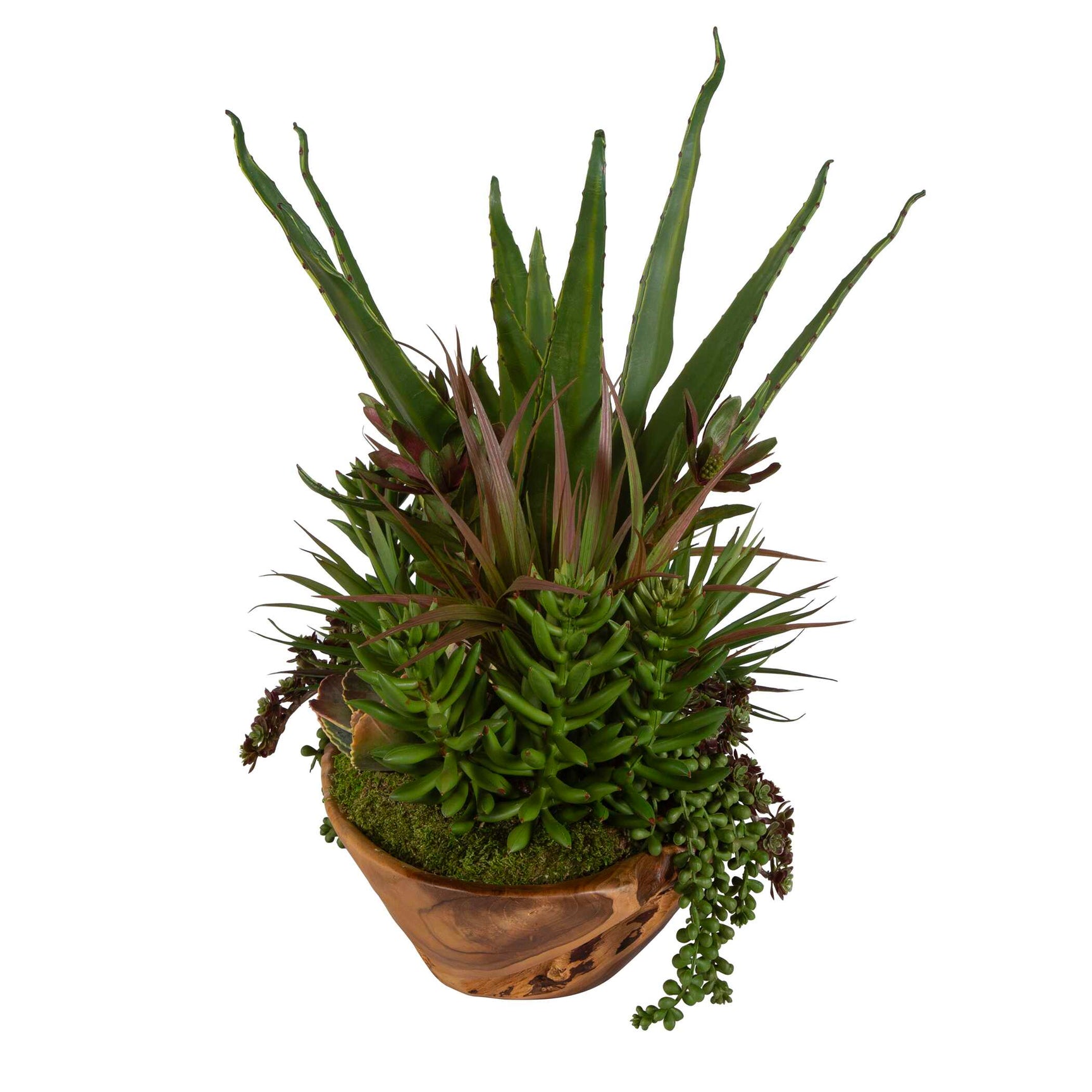 Salar Teak Succulents In Bowl