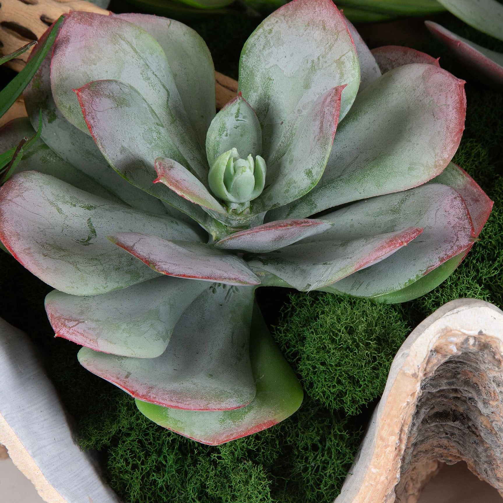 Seaside Breeze Green Succulents