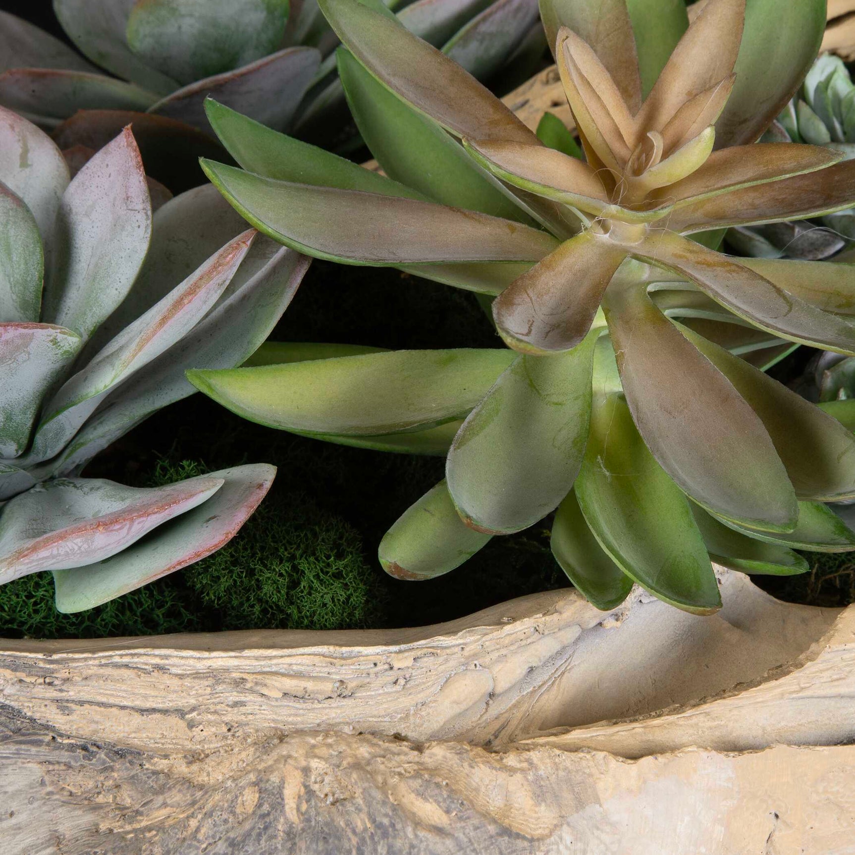 Seaside Breeze Green Succulents
