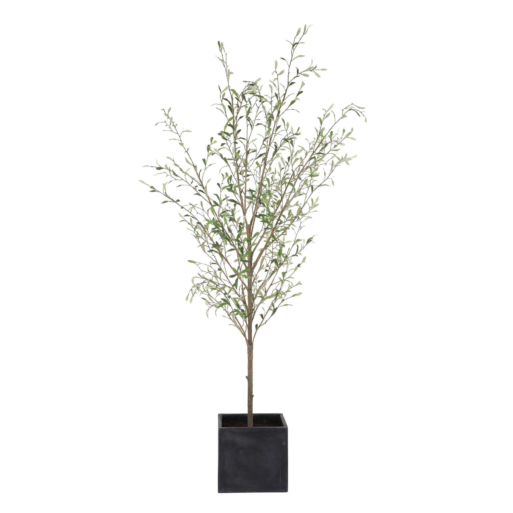 Abundance Olive Potted Tree