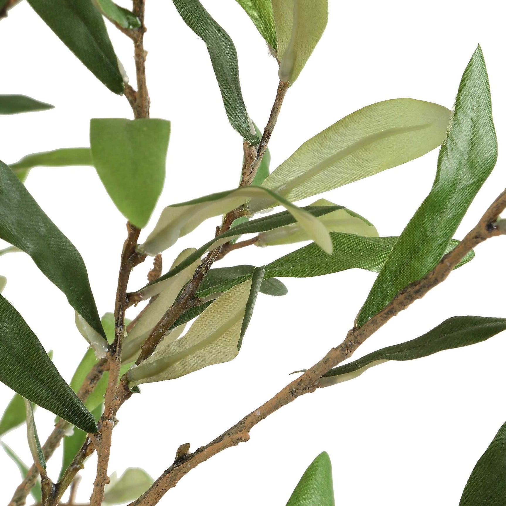 Abundance Olive Potted Tree