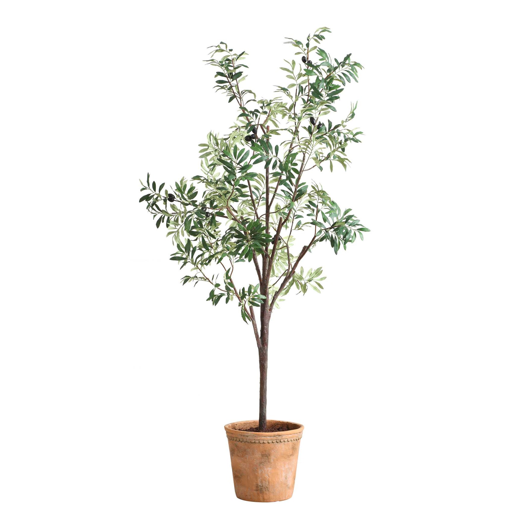 Olea Olive Potted Tree