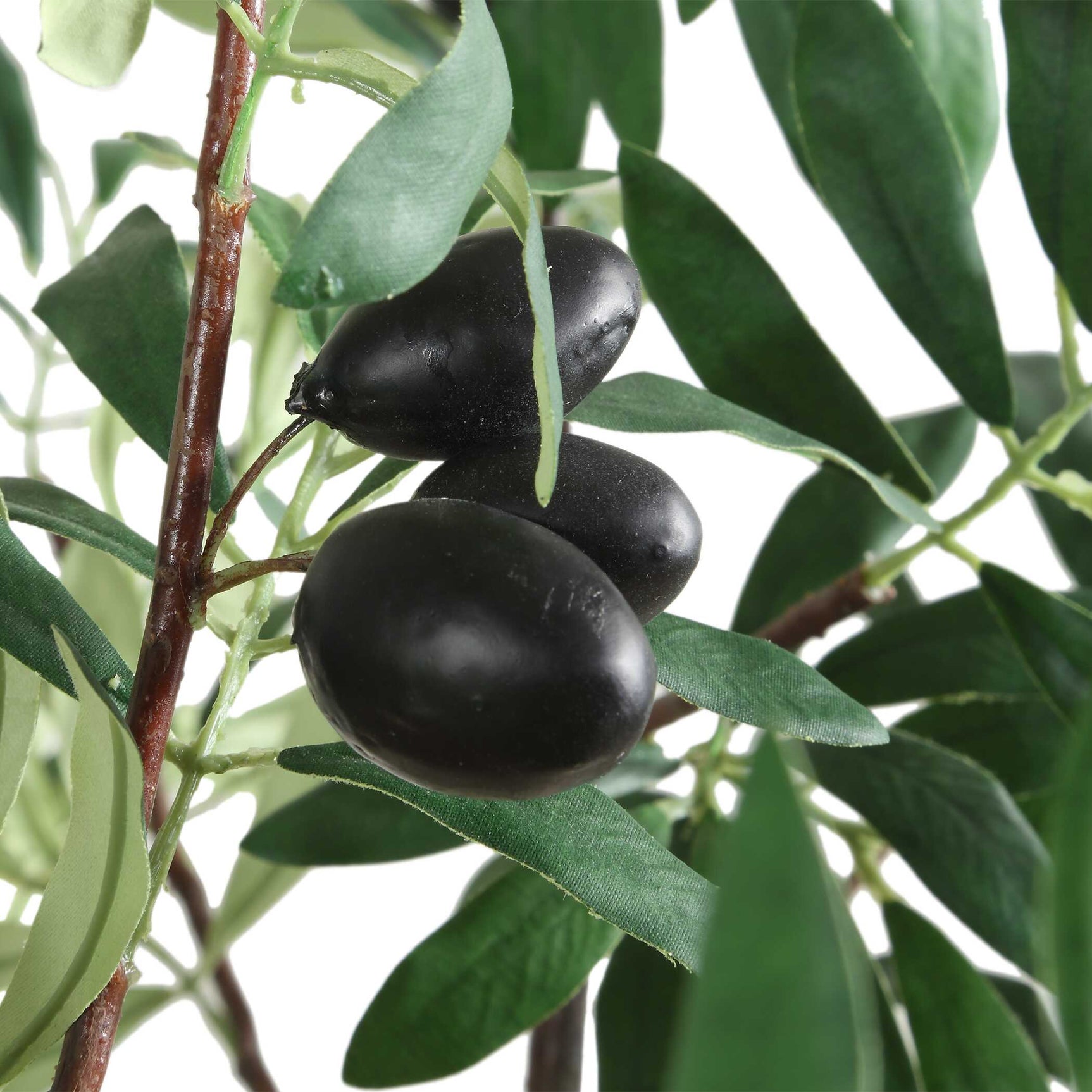 Olea Olive Potted Tree