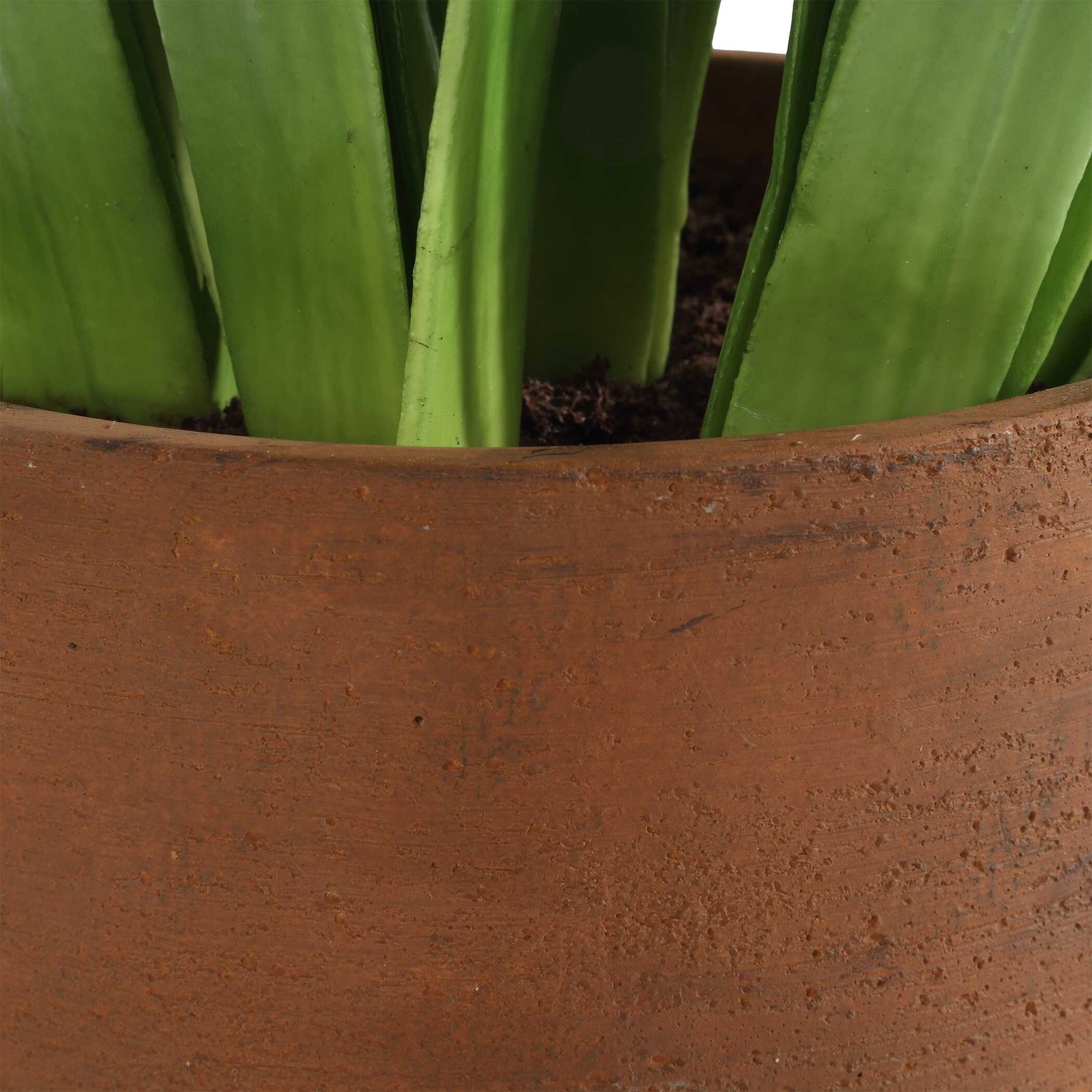Sincerity Brown/Green/White Potted Hyacinth Plant