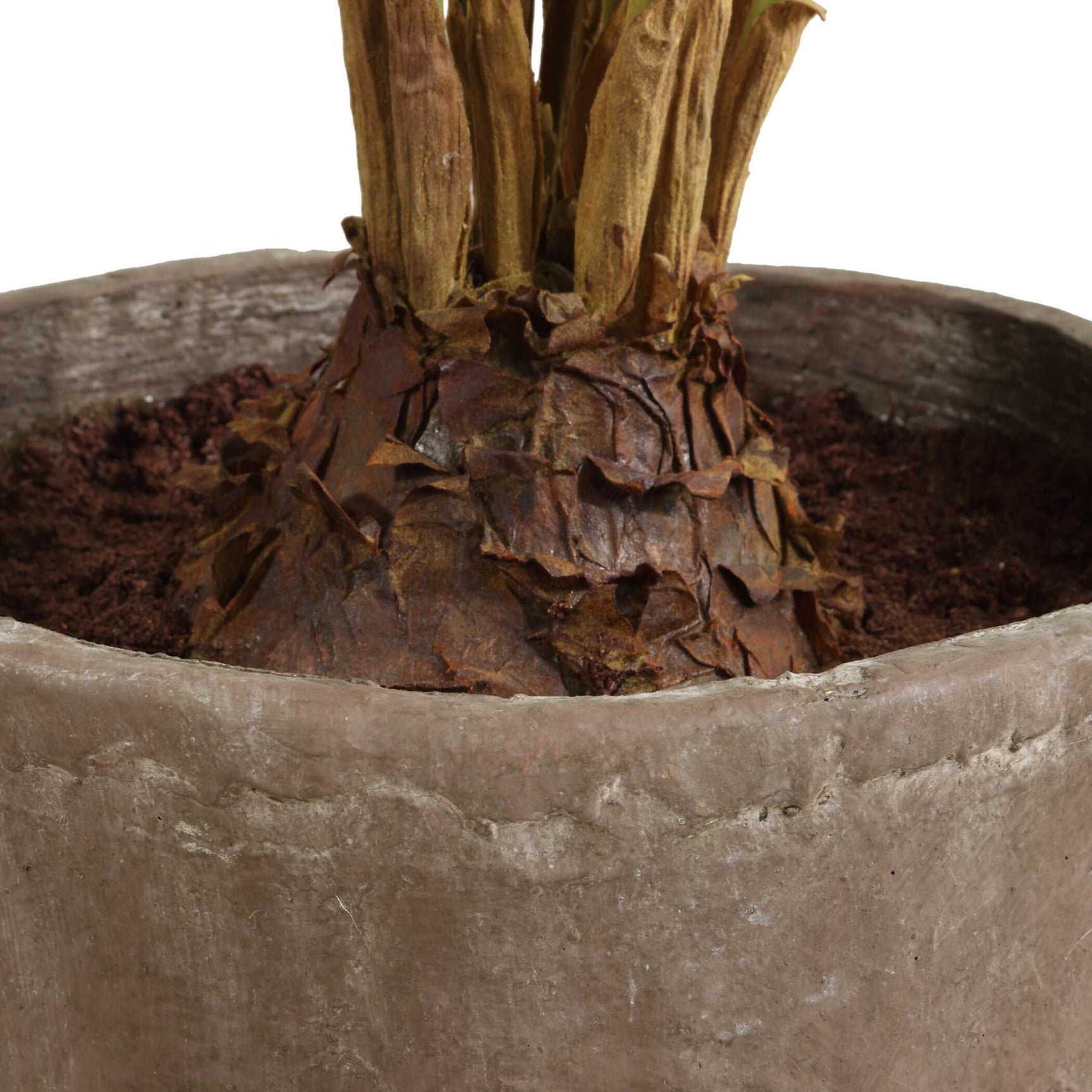 Zamia Green Palm Accent In Planter