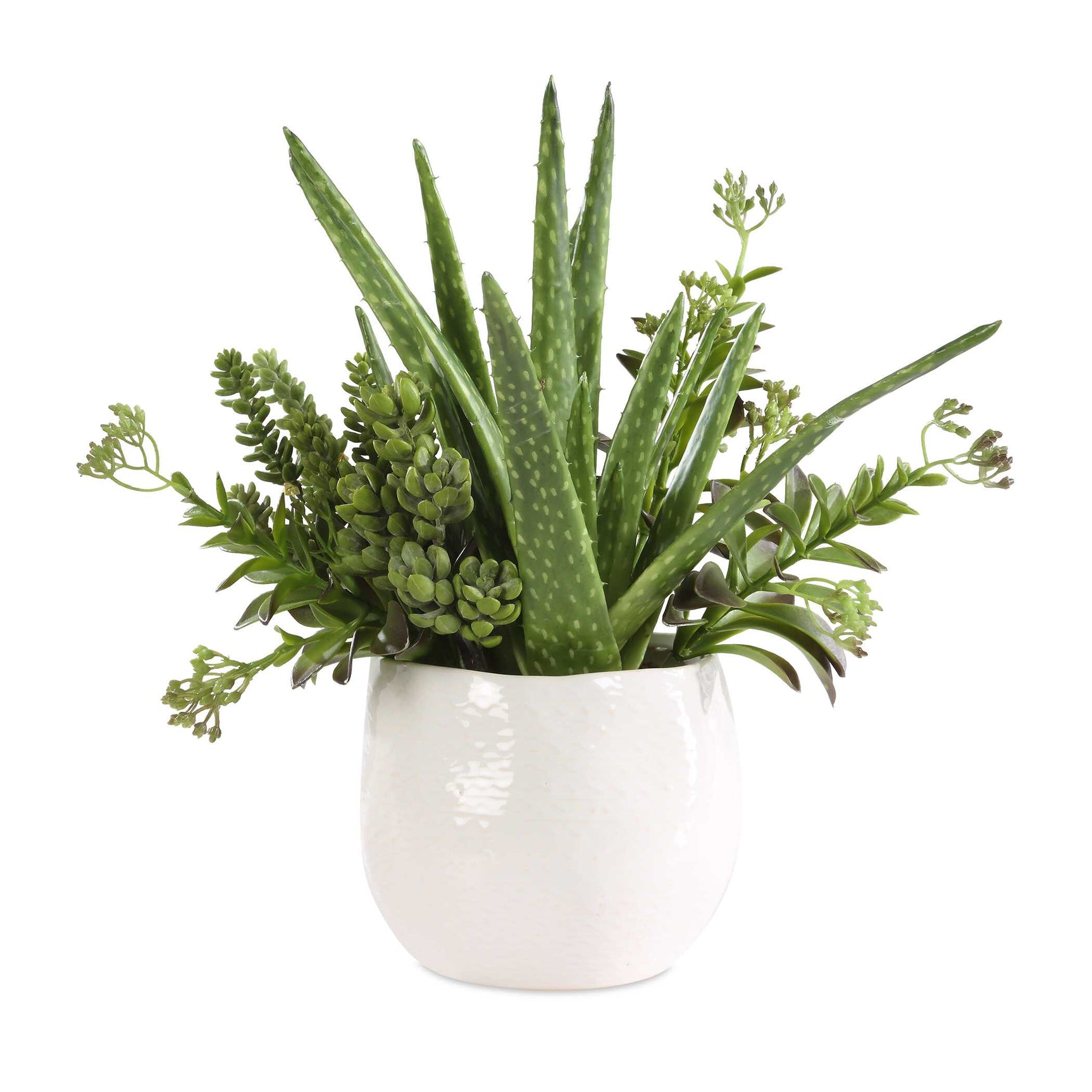Sundown Succulent Green/White Accent Planter
