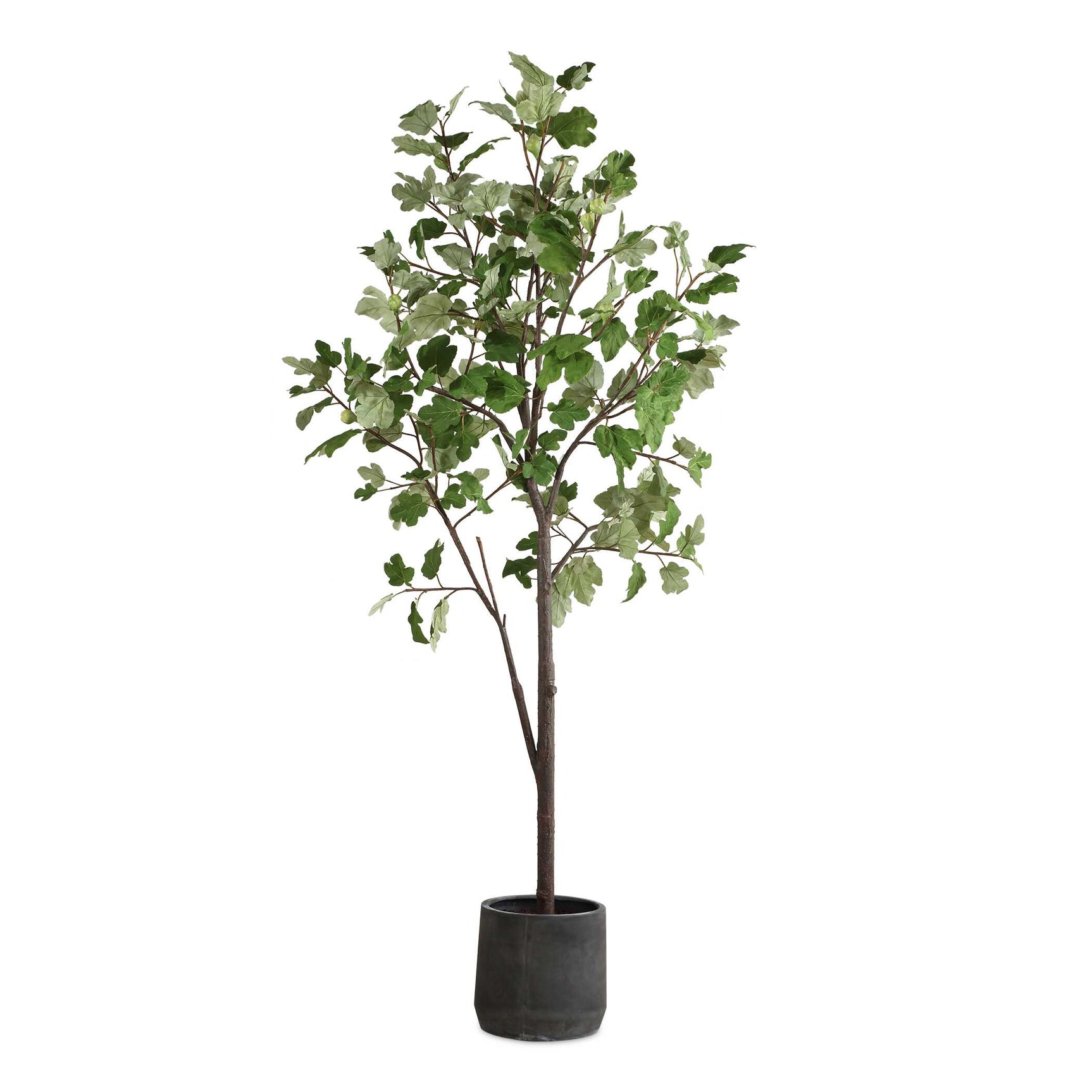 Eden Green Potted Fig Tree