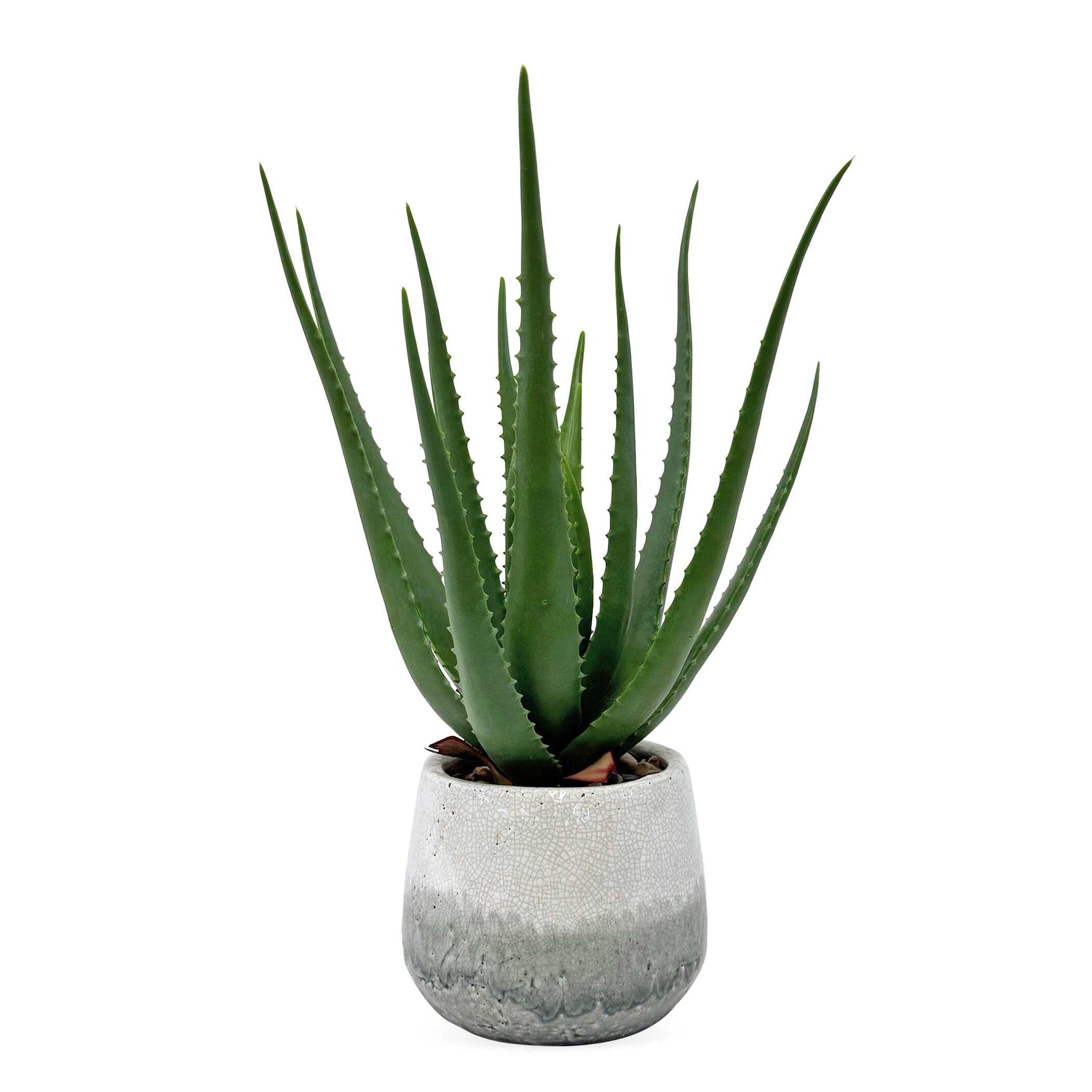 Veranda Blue/Green Indoor-Outdoor Aloe Plant
