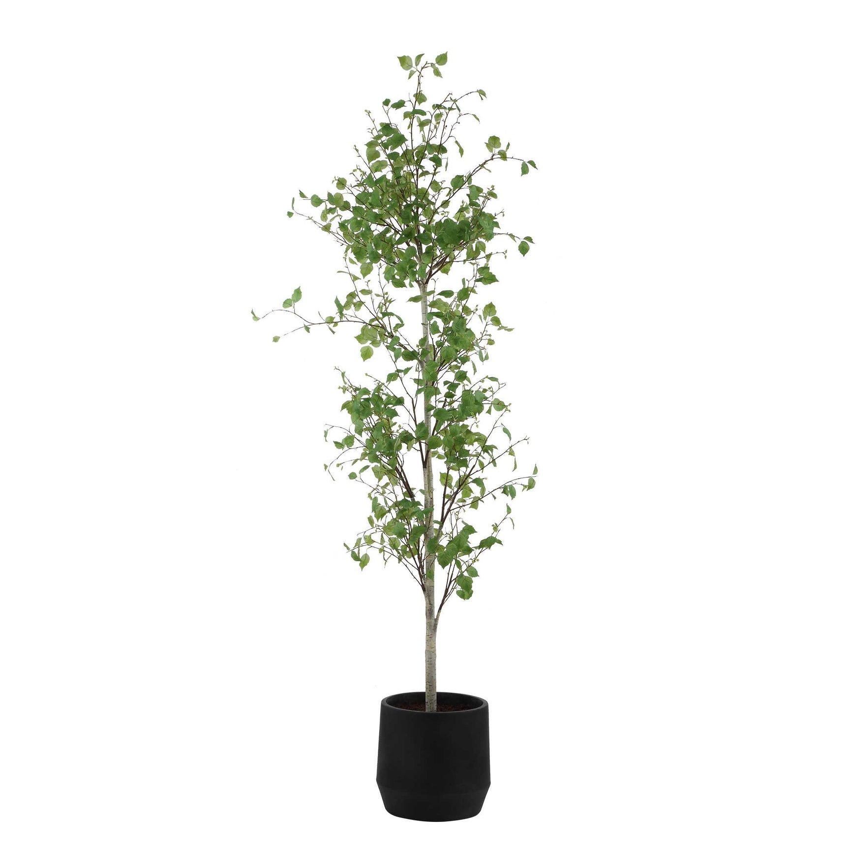 Boreal Birch Potted Tree