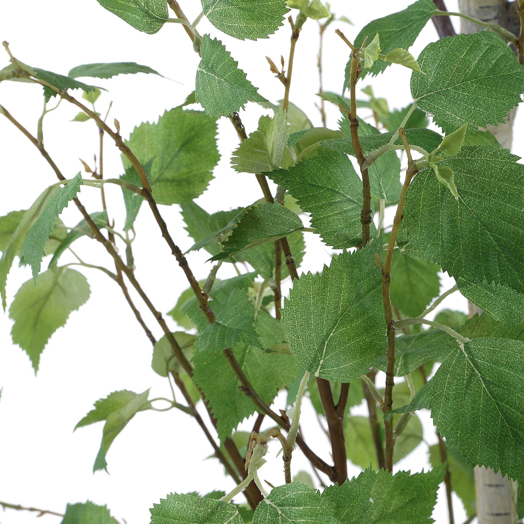 Boreal Birch Potted Tree