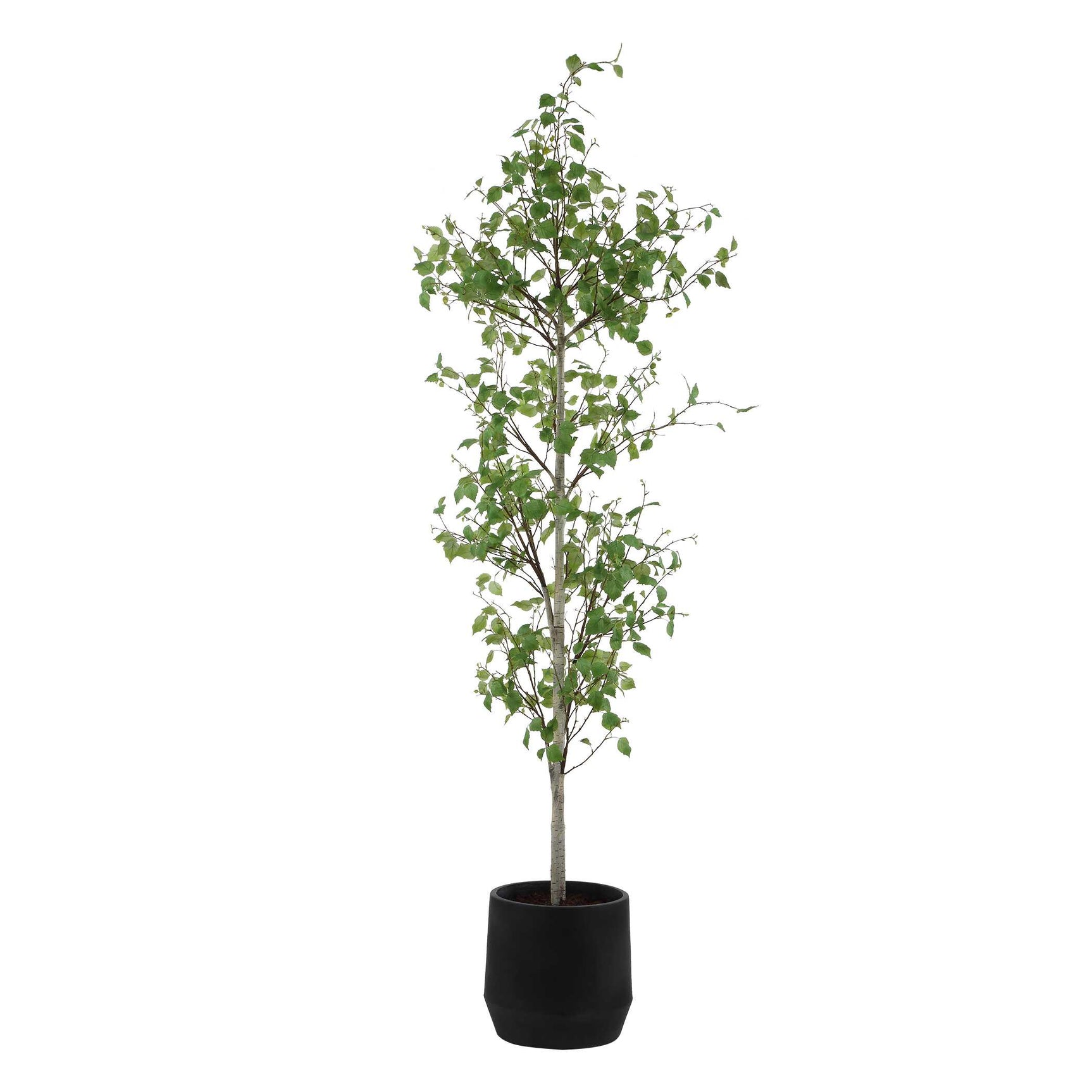 Boreal Birch Potted Tree