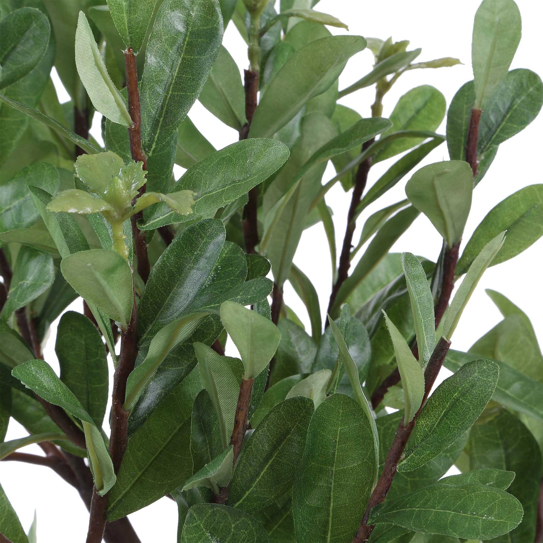 Arbor Strawberry Brown/Green Tree