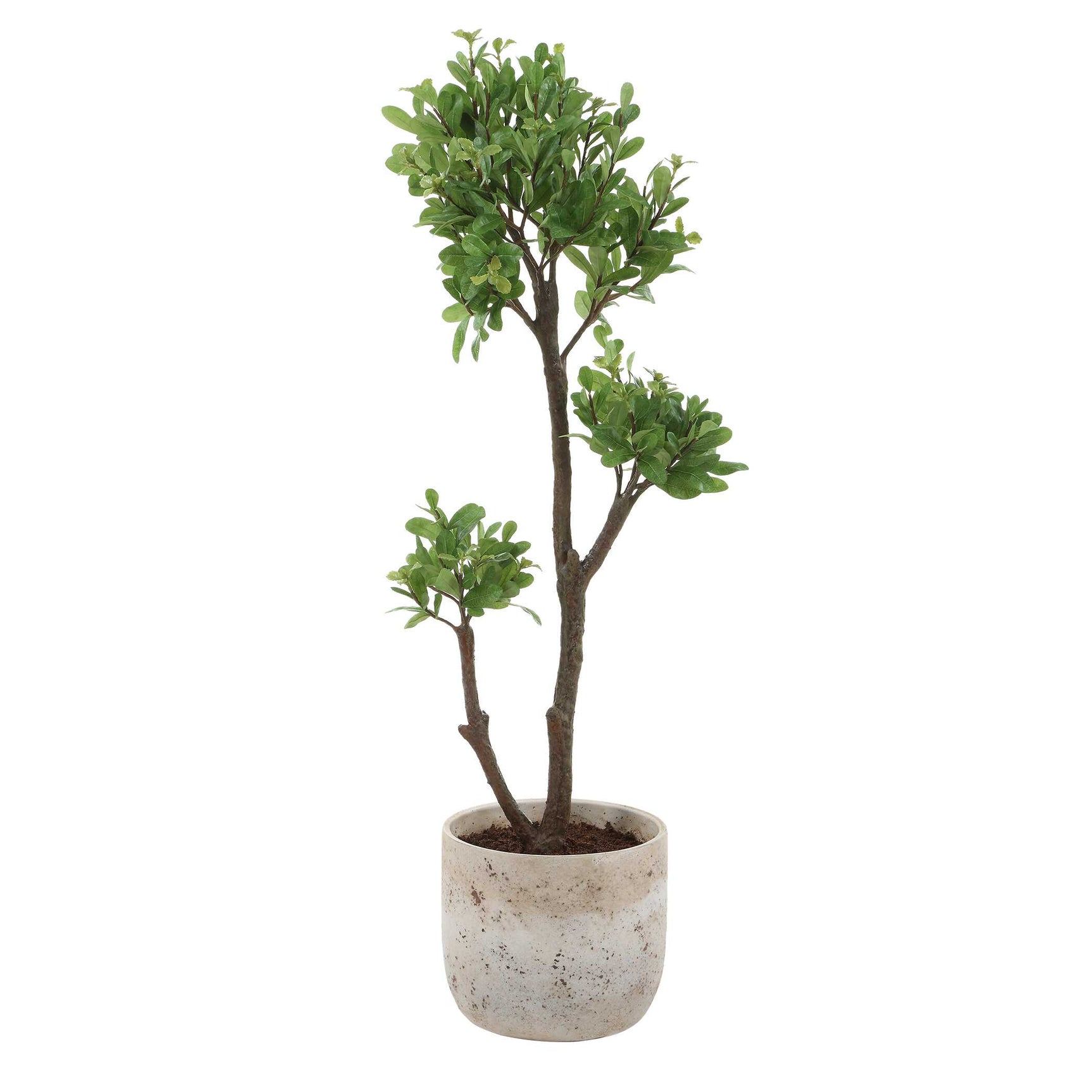 Arbor Strawberry Brown/Green Tree