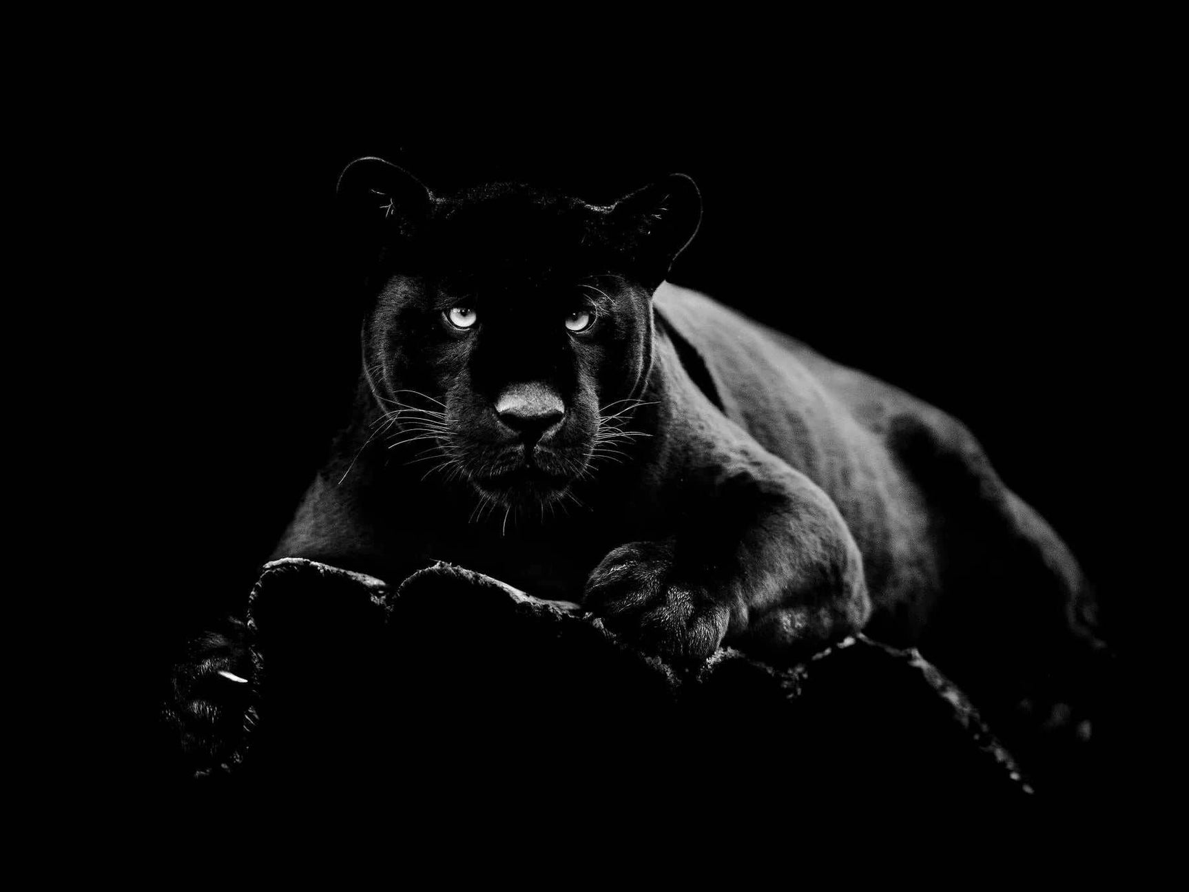 Black Panther Tempered Glass w / Foil Wall Art - Ornate Home