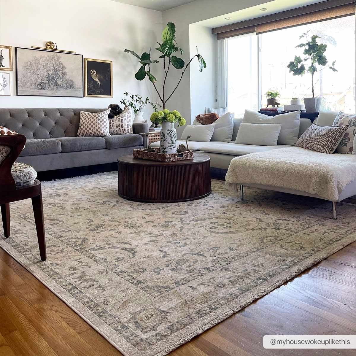 Clee Area Rug - Clearance - Ornate Home