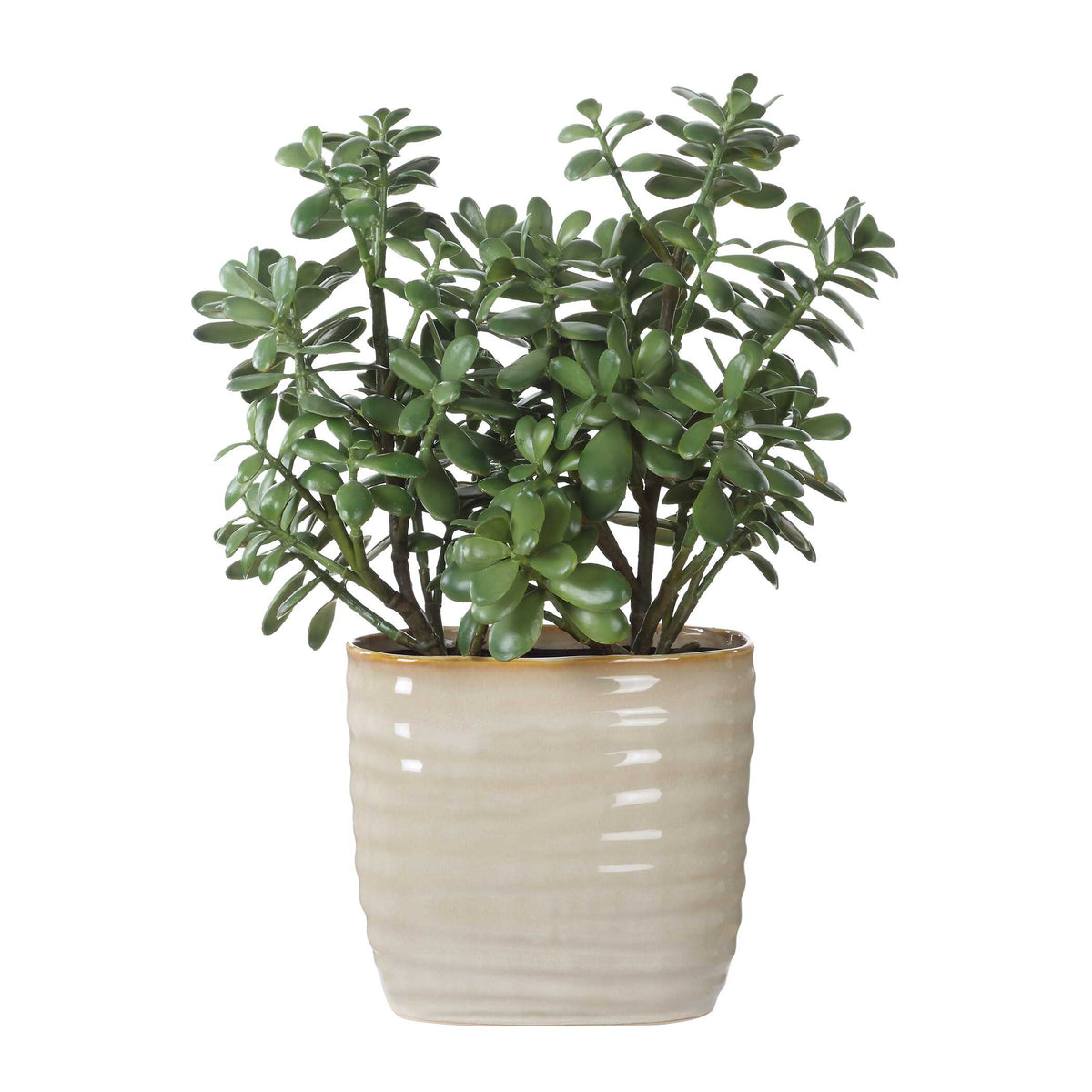 Crassula Jade Green Accent Plant - Ornate Home
