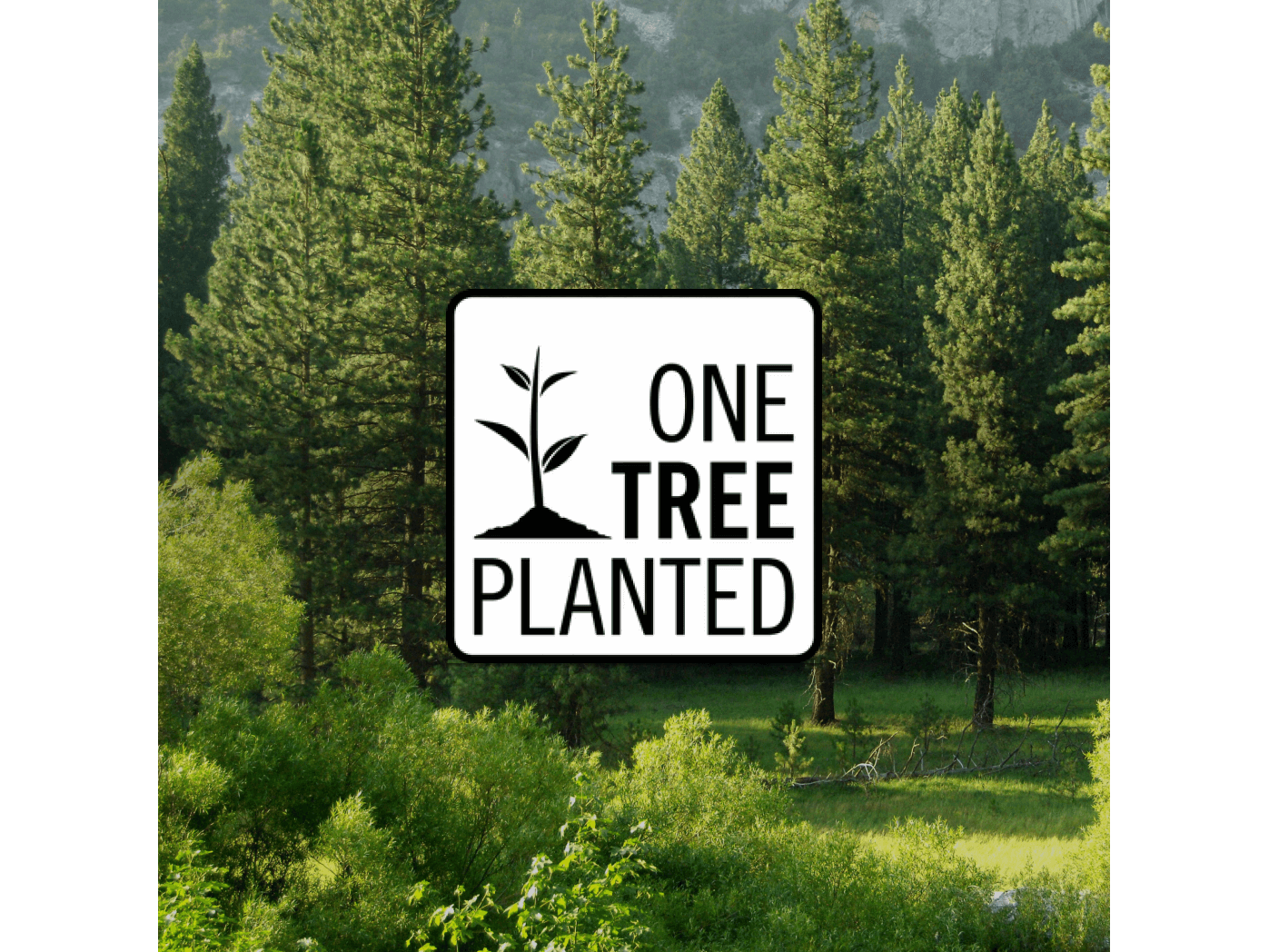 Donation of a Tree - Ornate Home