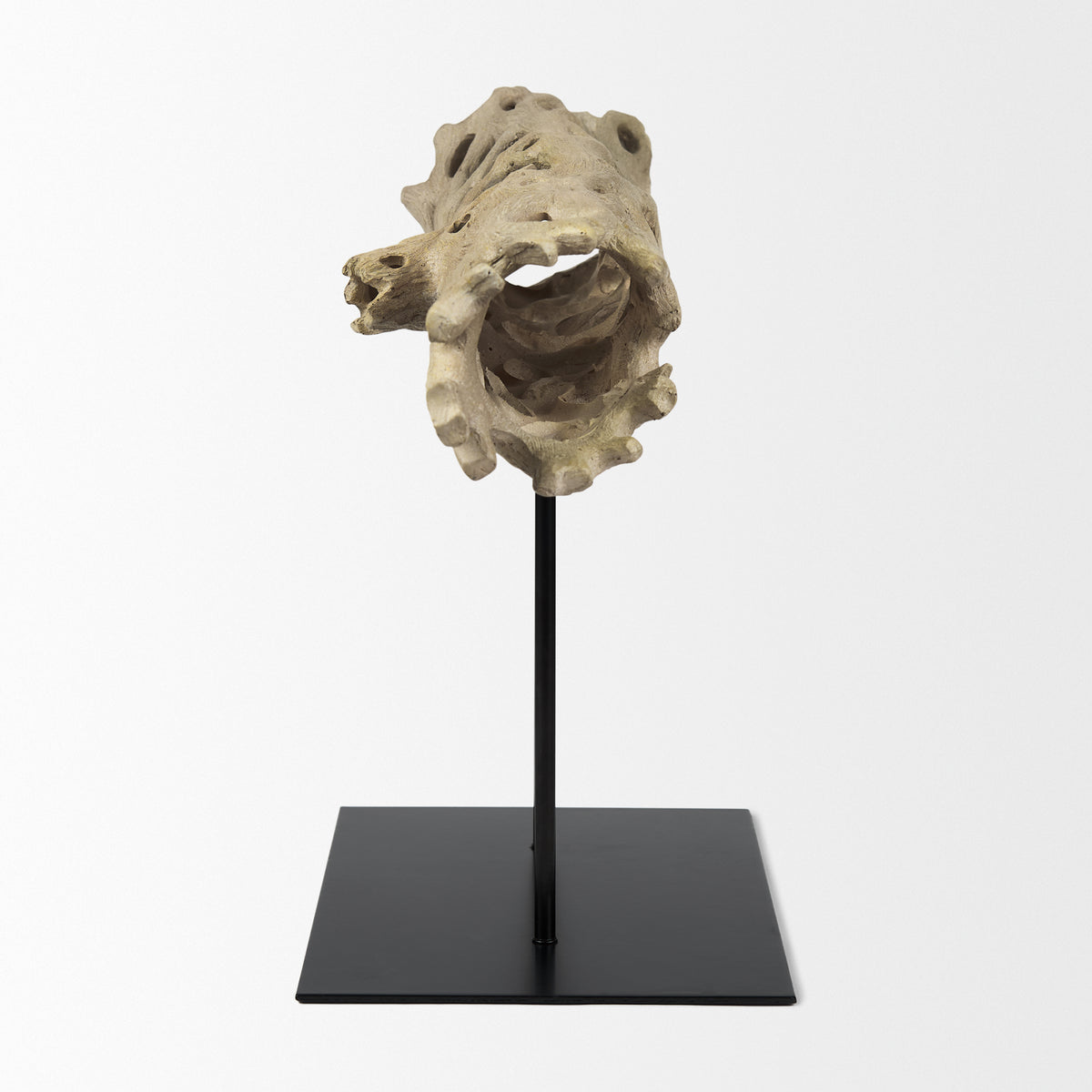 Dwell Brown Large Cholla Wood Resin Decorative Object