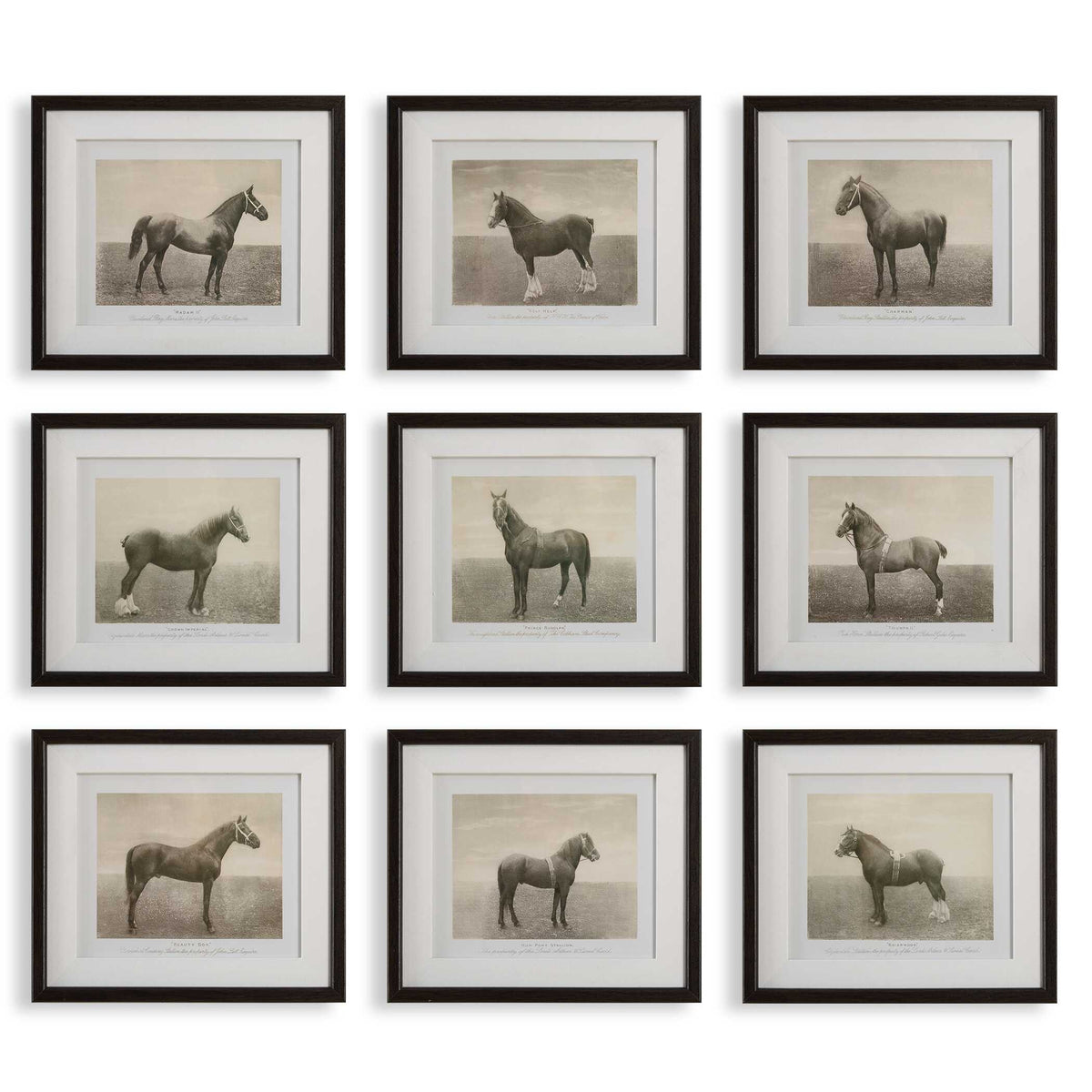 Equine Dynasty Multicolor Framed Prints (Set of 9) - Ornate Home