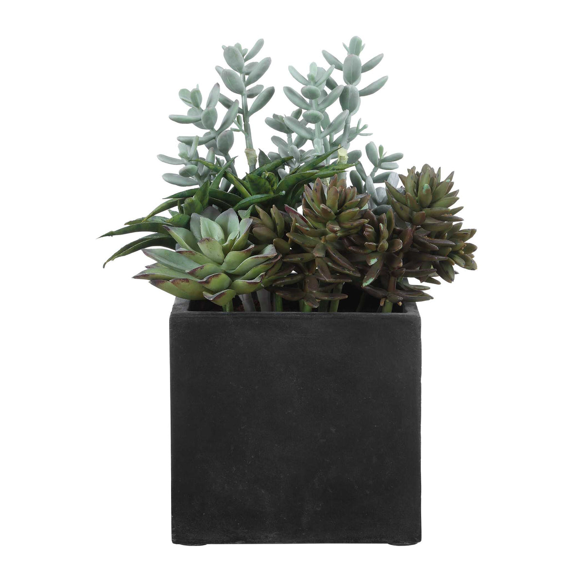 Greystone Green Indoor-Outdoor Succulent - Ornate Home