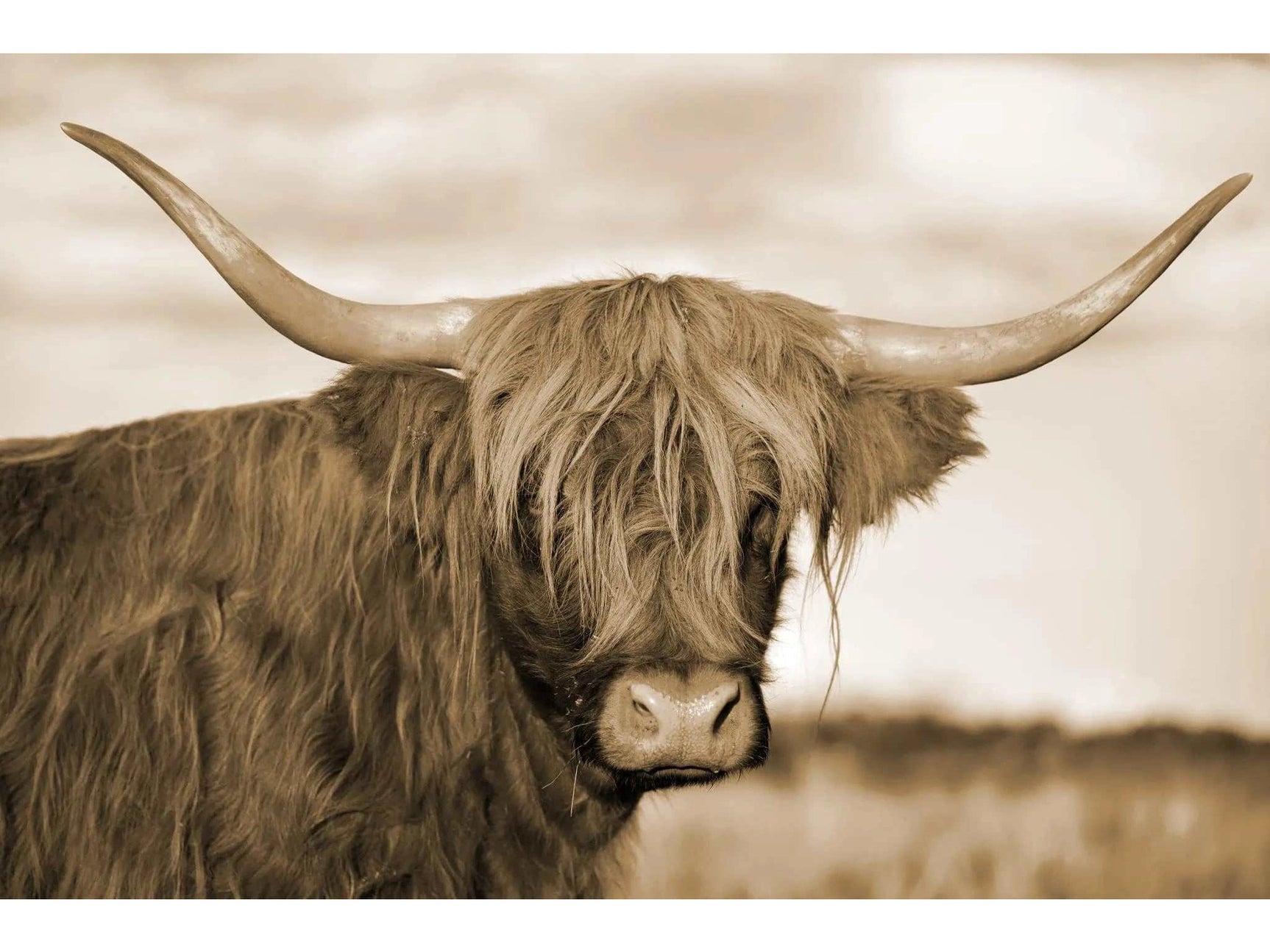 Highland Cow 1 Tempered Glass w / Foil Wall Art - Ornate Home