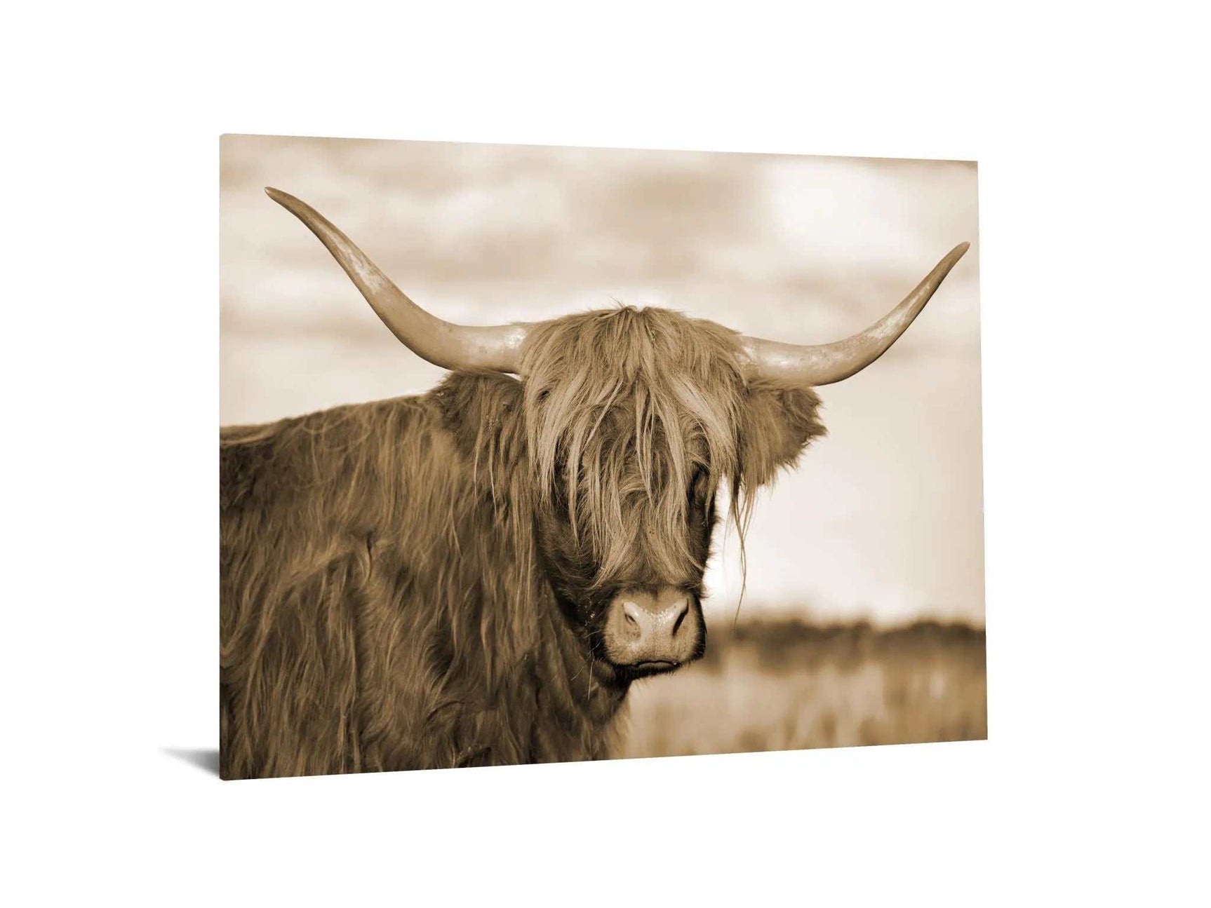 Highland Cow 1 Tempered Glass w / Foil Wall Art - Ornate Home