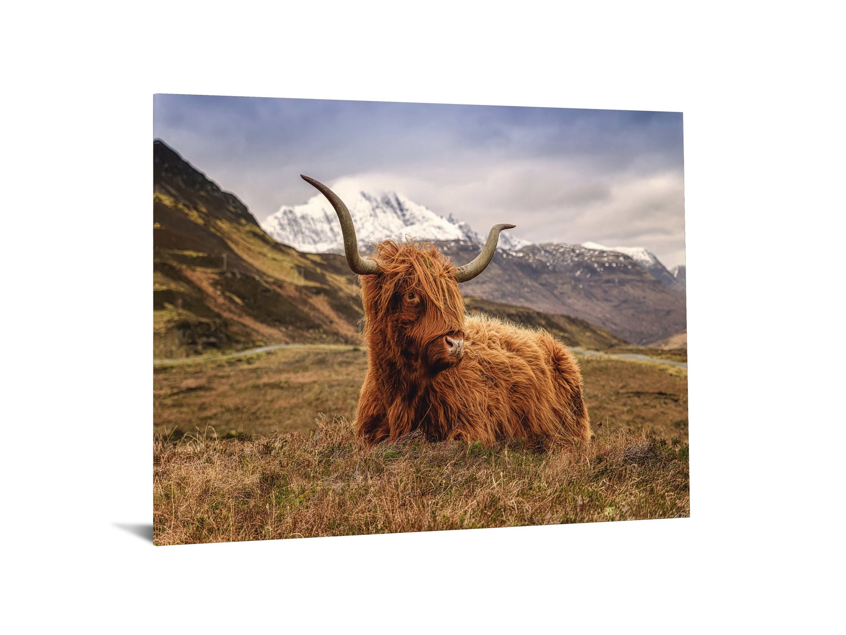 Highland Cow II Tempered Glass w / Foil Wall Art - Ornate Home