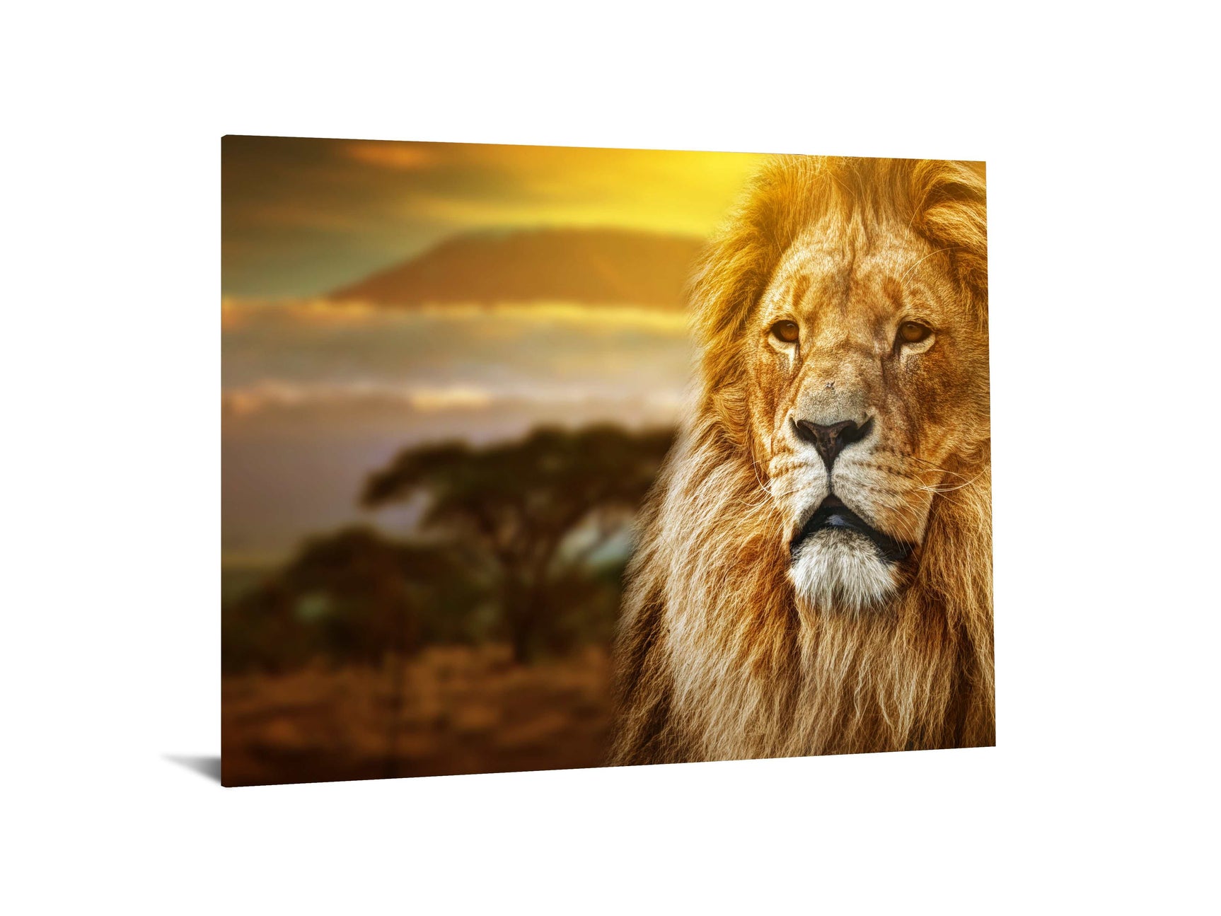 Lion Safari Tempered Glass w / Foil Wall Art - Ornate Home