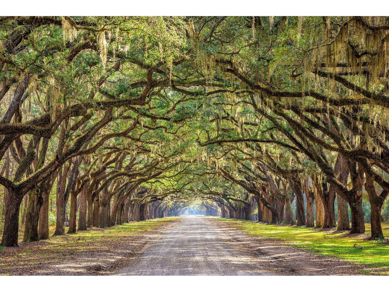 Oak Alley Tempered Glass w / Foil Wall Art - Ornate Home