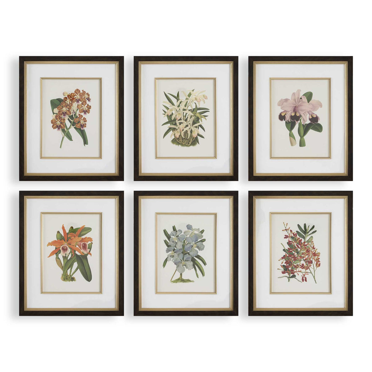 Orchid Multicolor Botanical Framed Prints (Set of 6) - Ornate Home