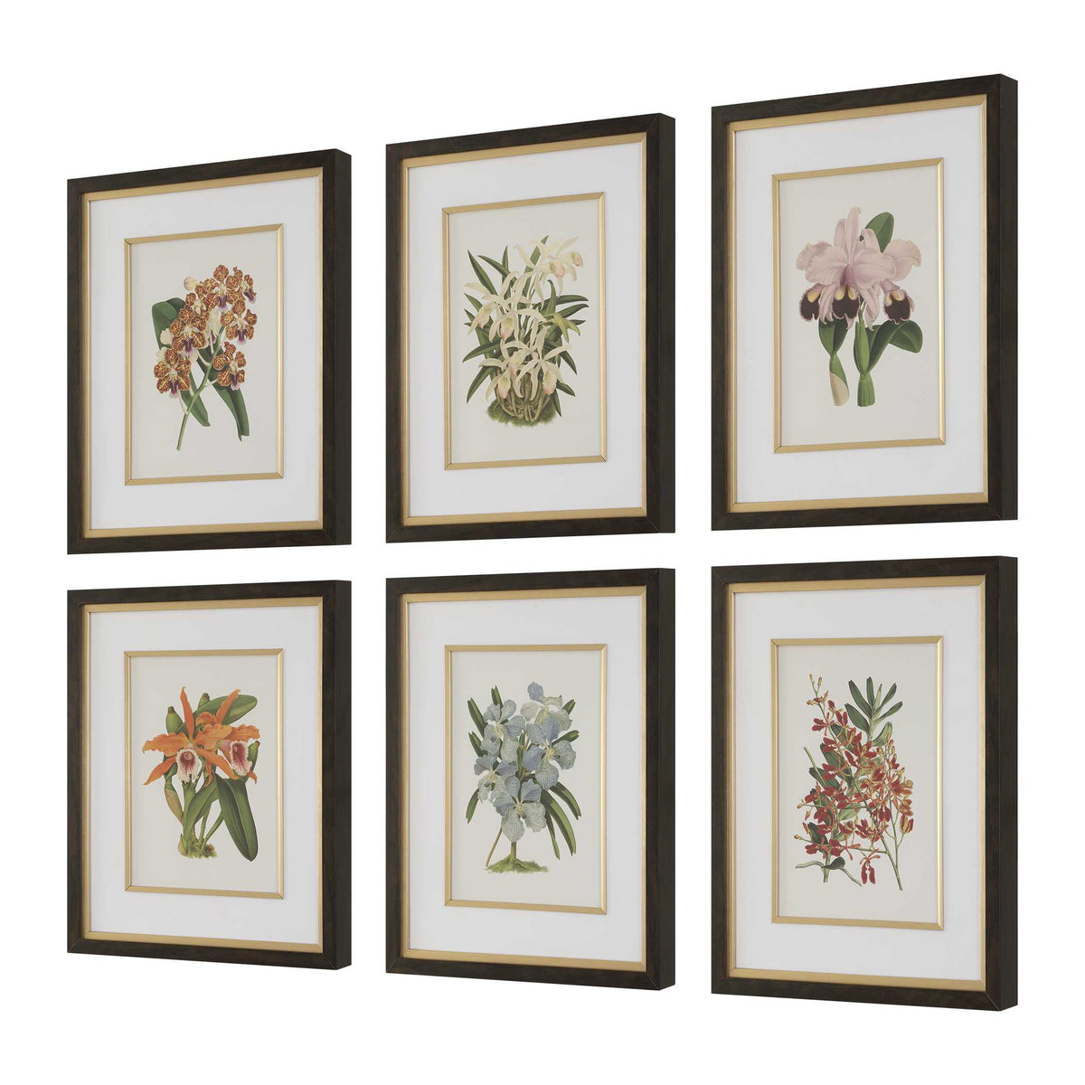 Orchid Multicolor Botanical Framed Prints (Set of 6) - Ornate Home