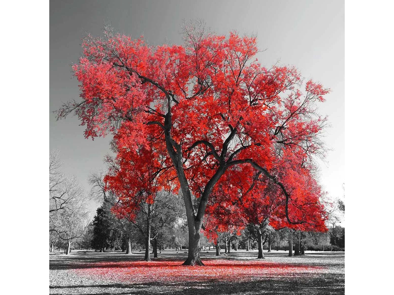 Red Tree Tempered Glass w / Foil Wall Art - Ornate Home