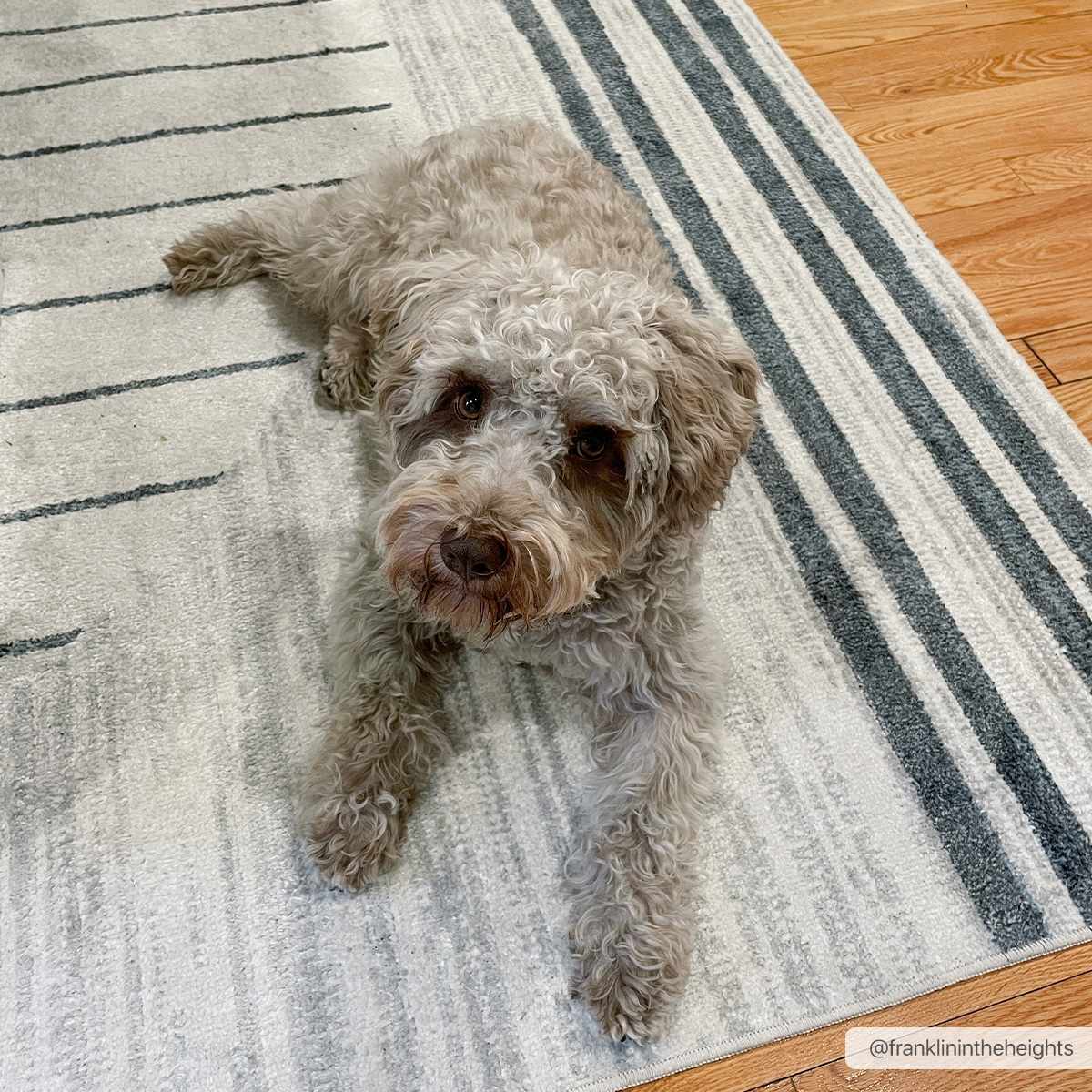 Thad Medium Gray Washable Area Rug - Ornate Home