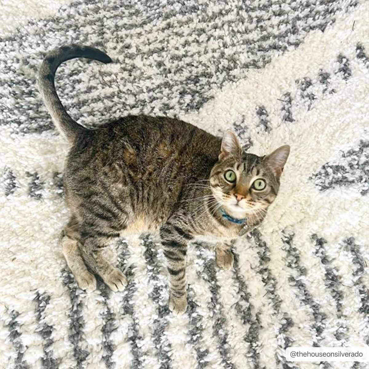 Trunding Plush Area Rug - Ornate Home