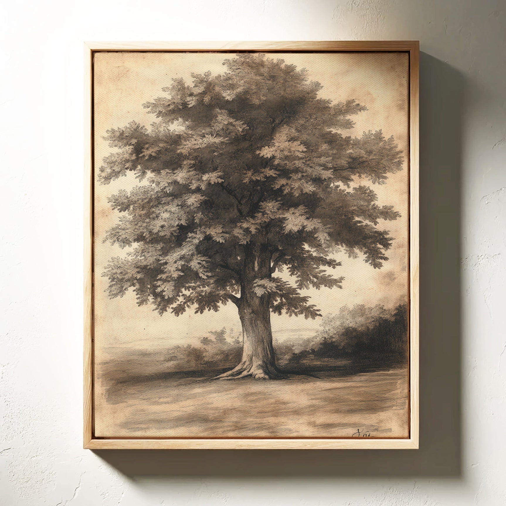 Timeless Oaks