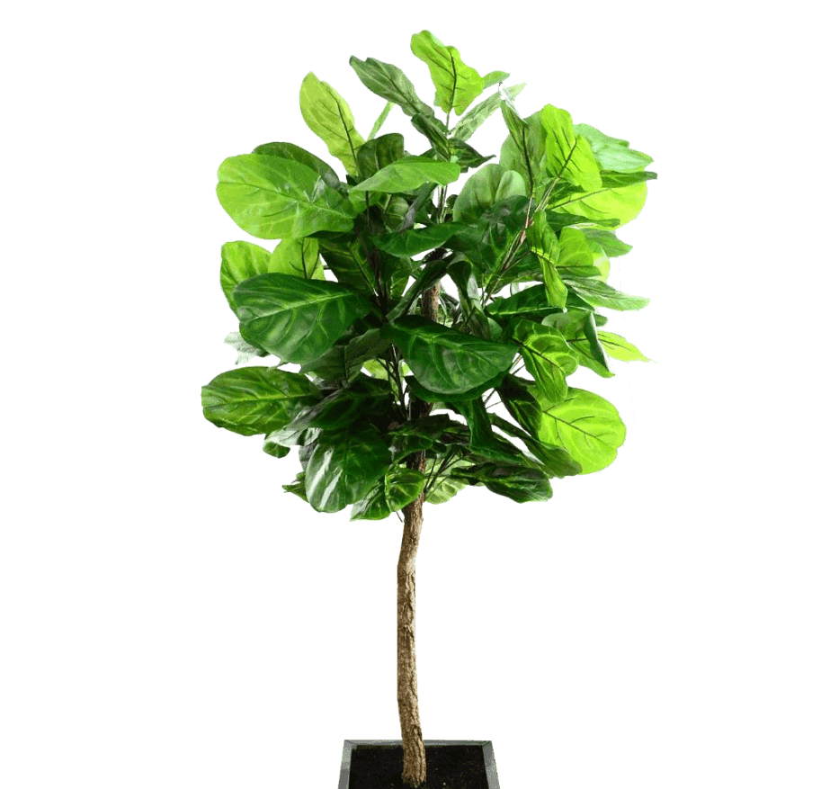 Fiddle Leaf Fig / 6.5’ - Ornate Home