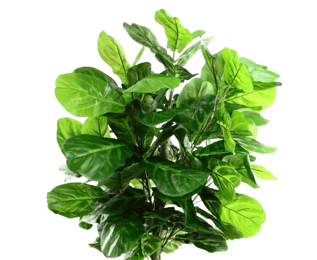 Fiddle Leaf Fig / 6.5’ - Ornate Home