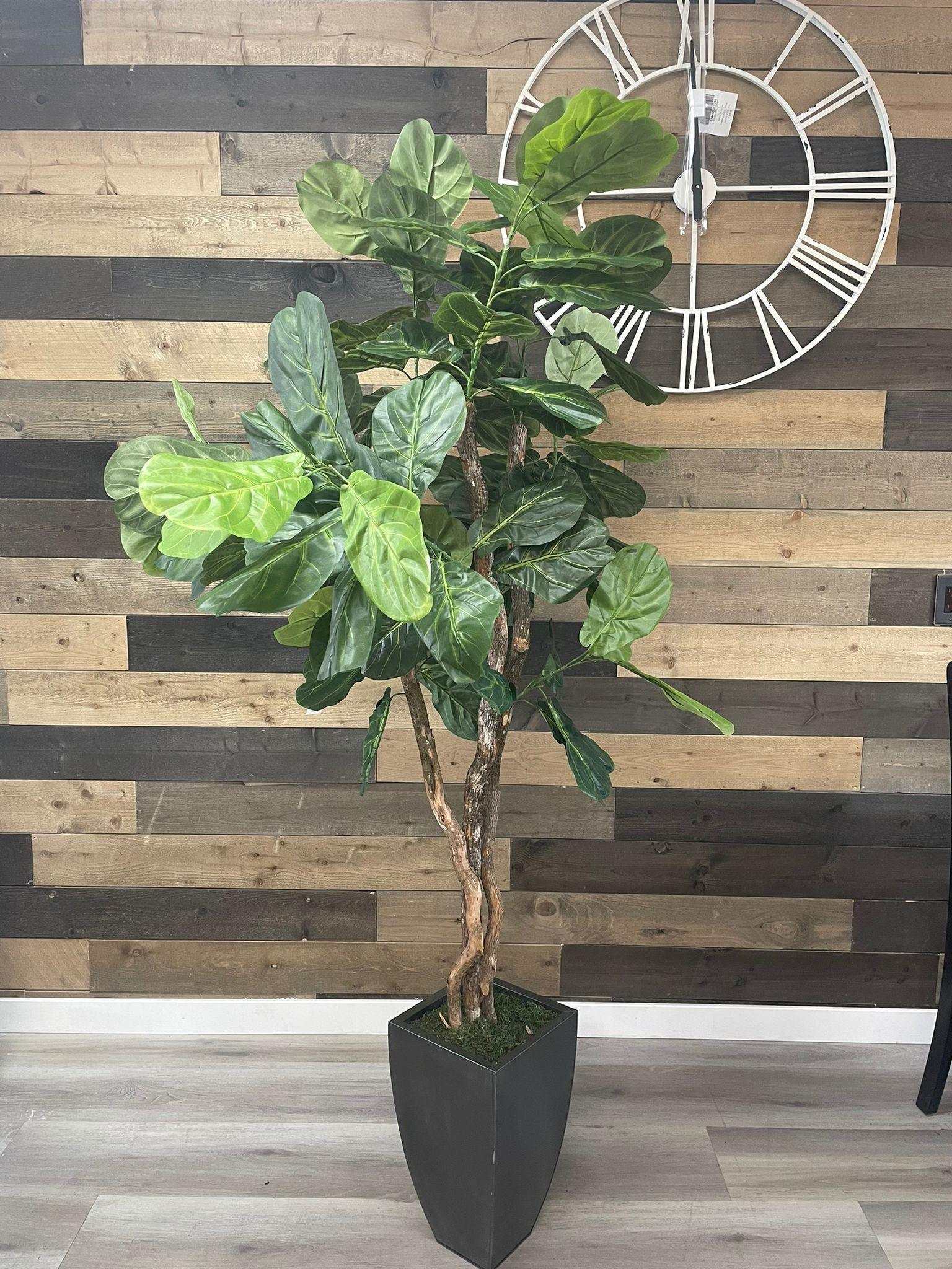 Fiddle Leaf Fig / 6.5’ - Ornate Home