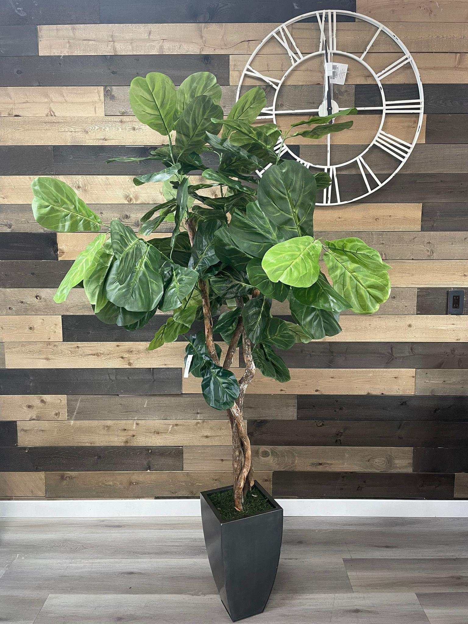 Fiddle Leaf Fig / 6.5’ - Ornate Home