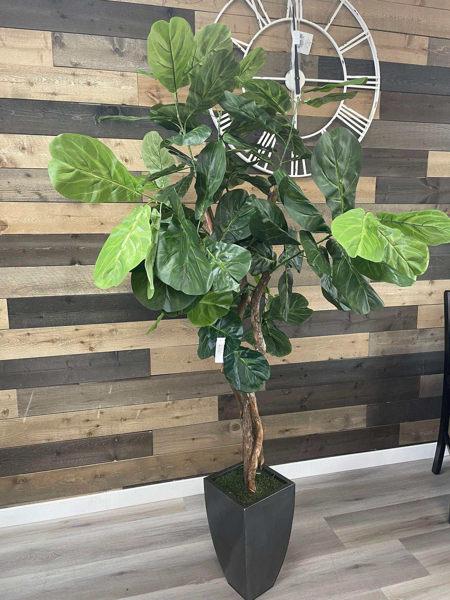 Fiddle Leaf Fig / 6.5’ - Ornate Home