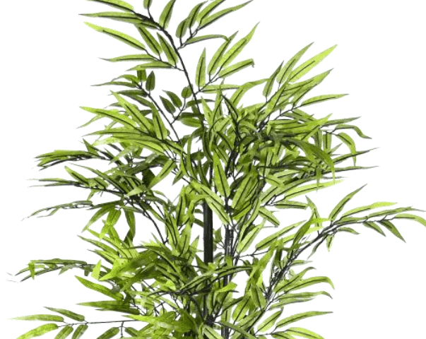 Green Bamboo / 6’ - Ornate Home