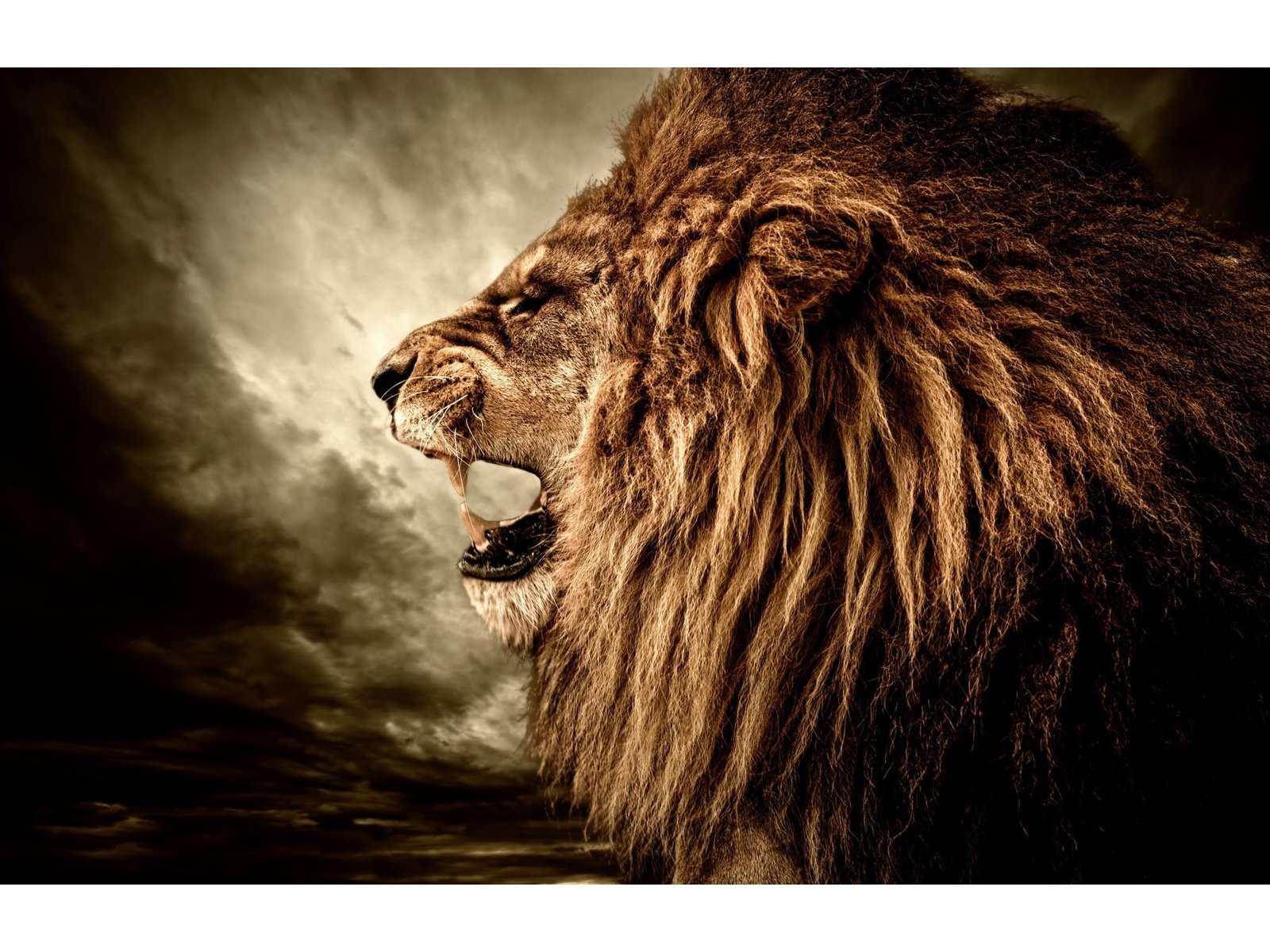 Roaring Lion Tempered Glass w / Foil Wall Art - Ornate Home