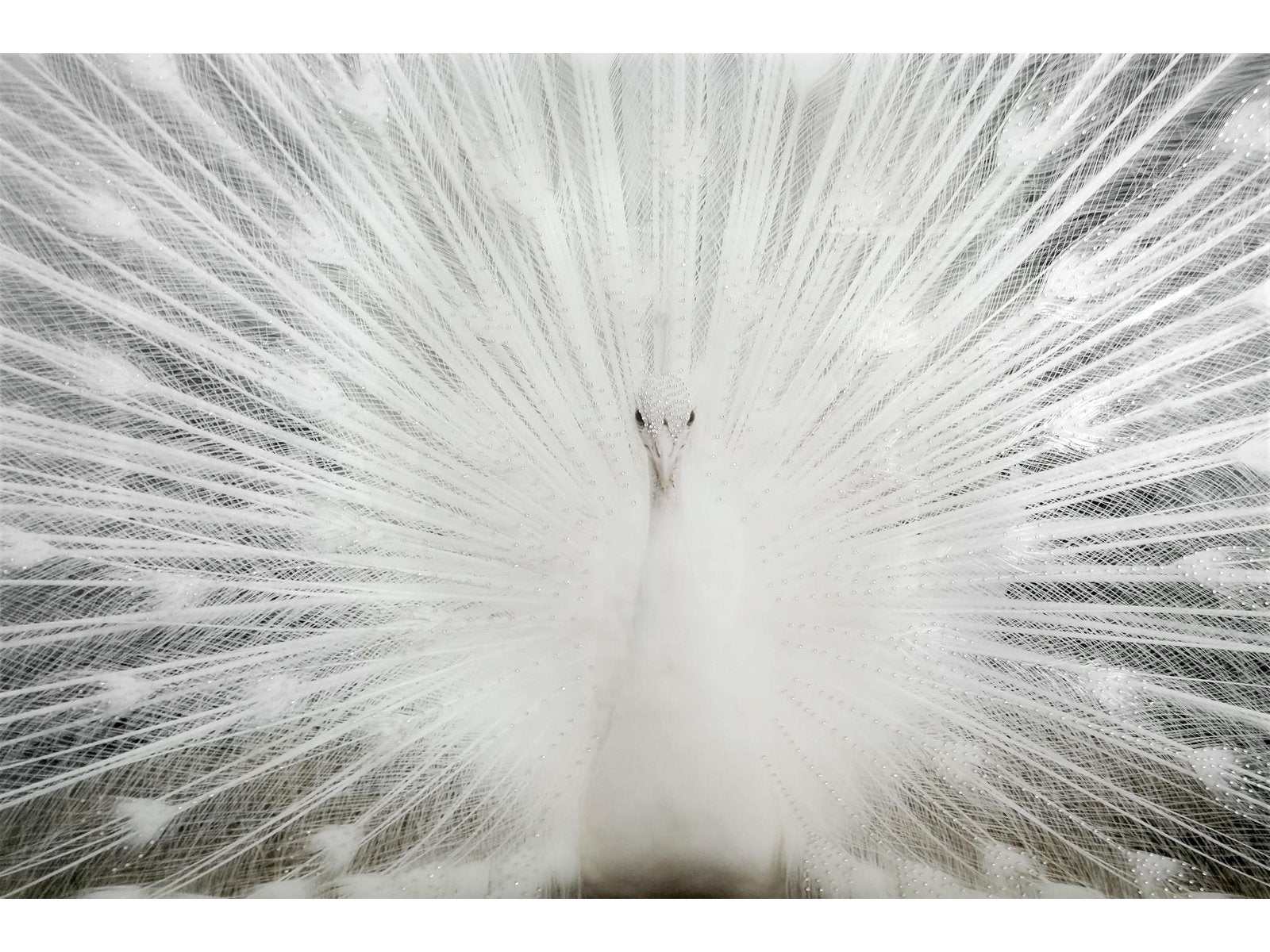 White Peacock Tempered Glass w / Foil & Rhinestones Wall Art - Ornate Home