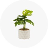 Faux Plants
