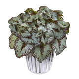 10” Begonia Artificial Plant in White and Silver Trimmed Vase (Set of 2) - Ornate Home